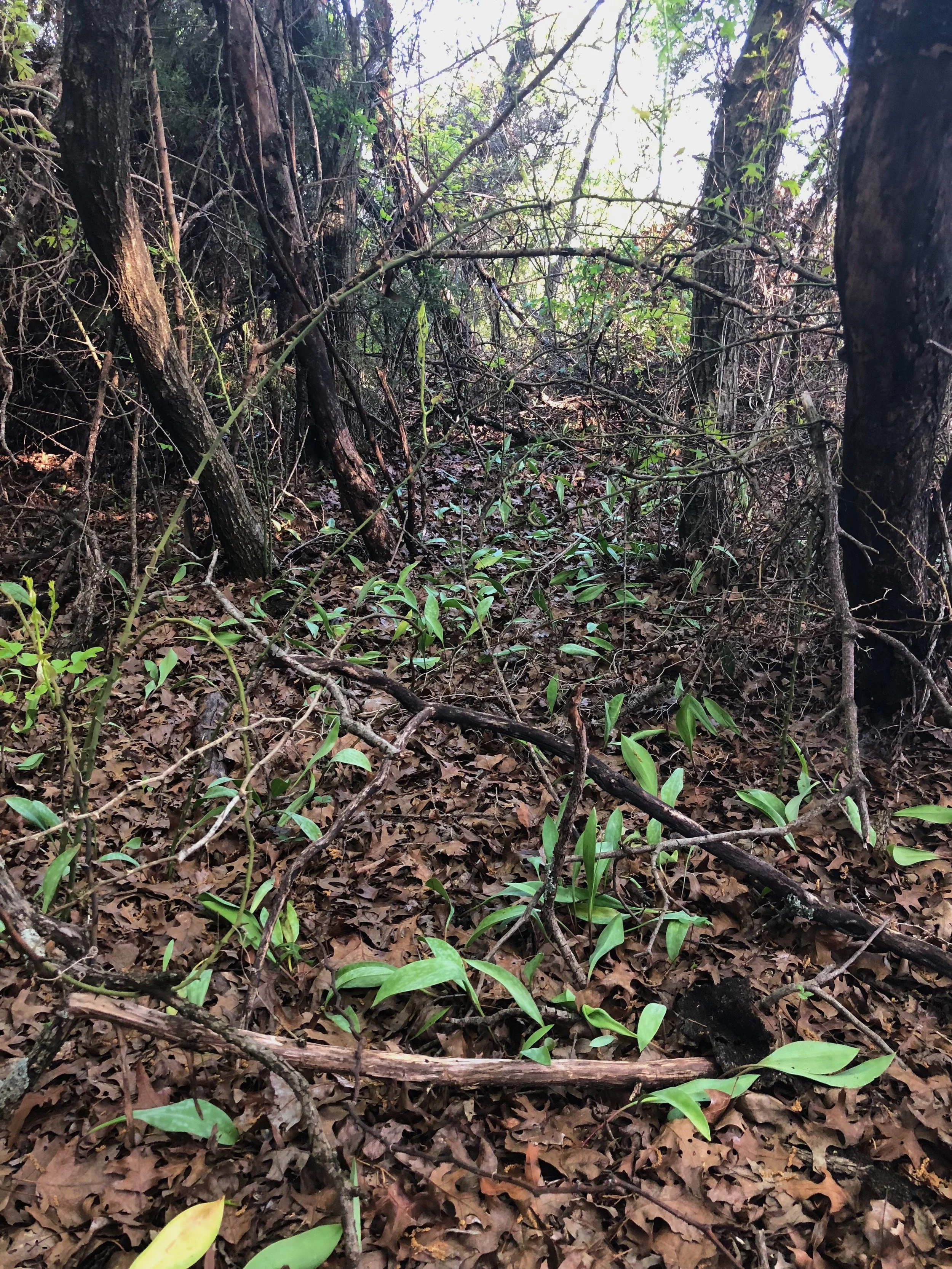 Erythronium albidum, White trout lily