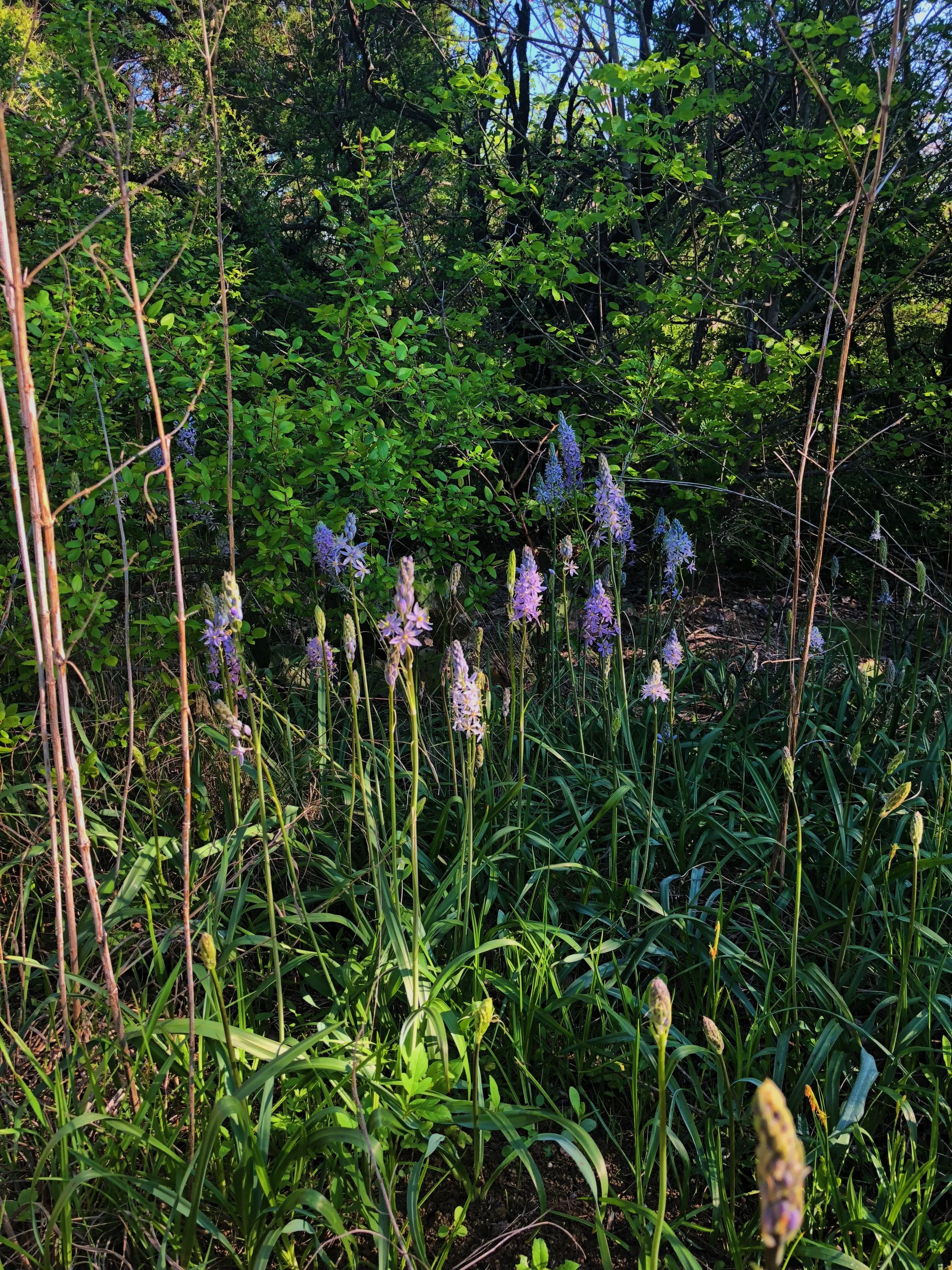 Camassia scilloides, Wild hyacinth