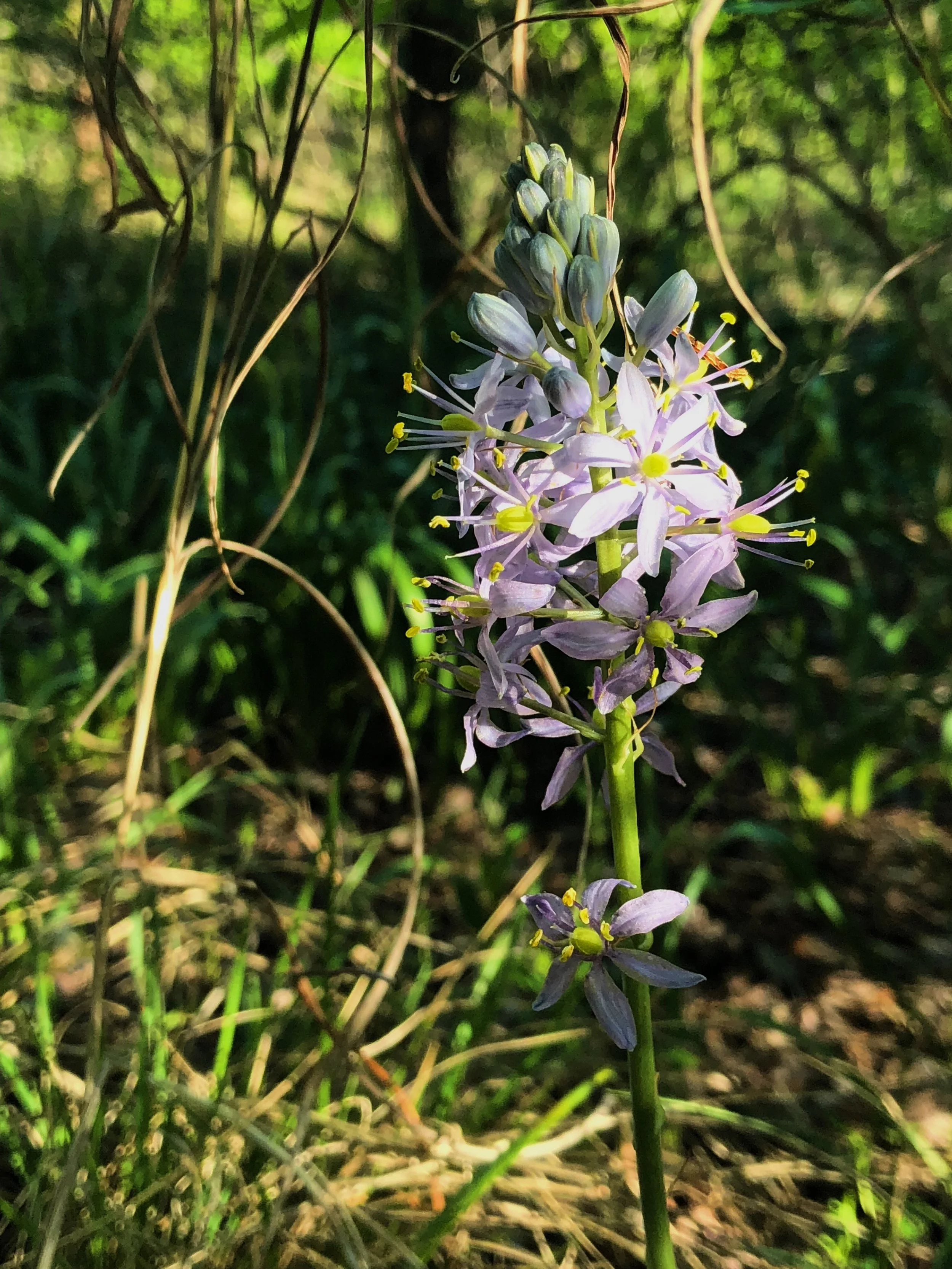 Camassia scilloides, Wild hyacinth
