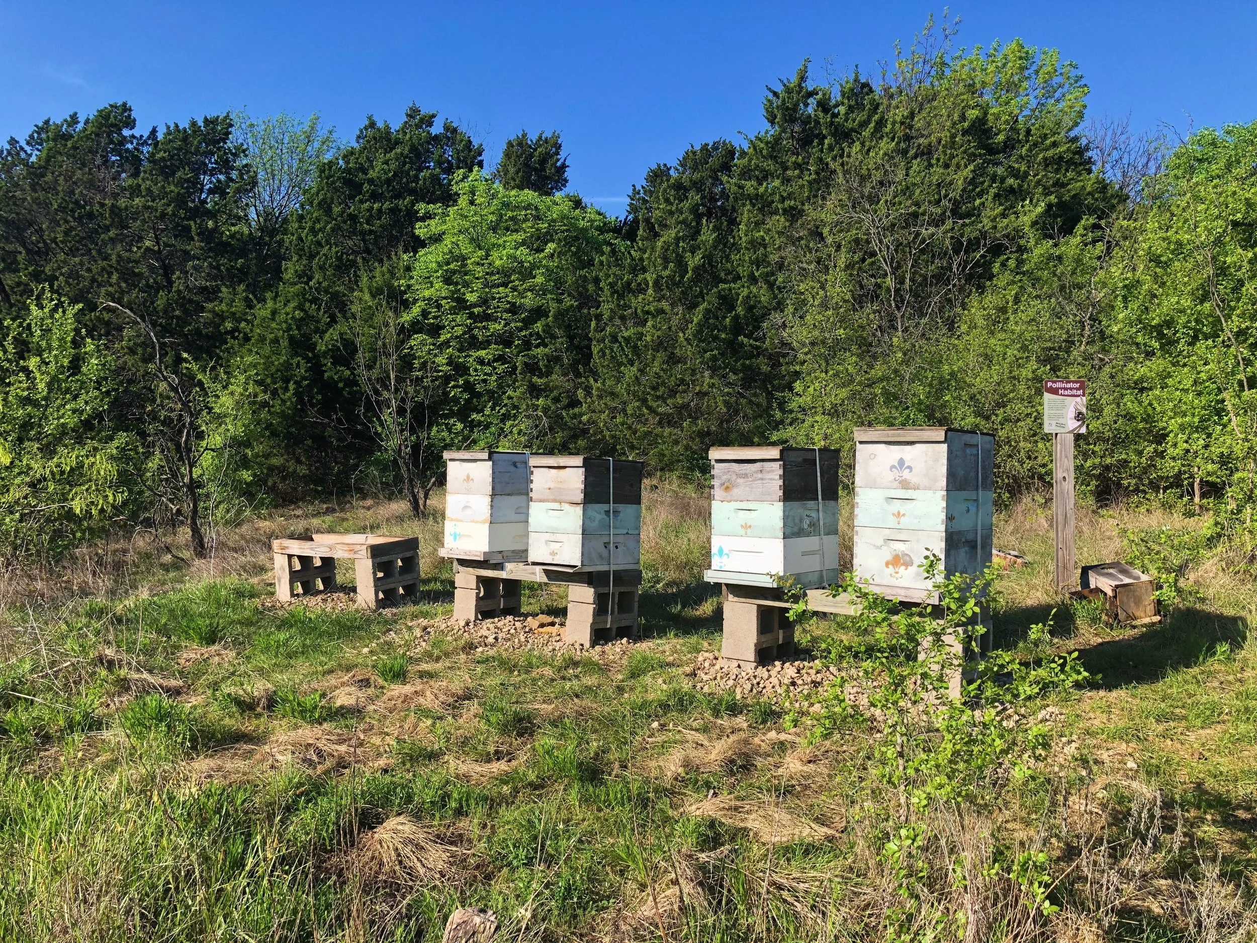 Bee boxes managed by Audubon Dallas.