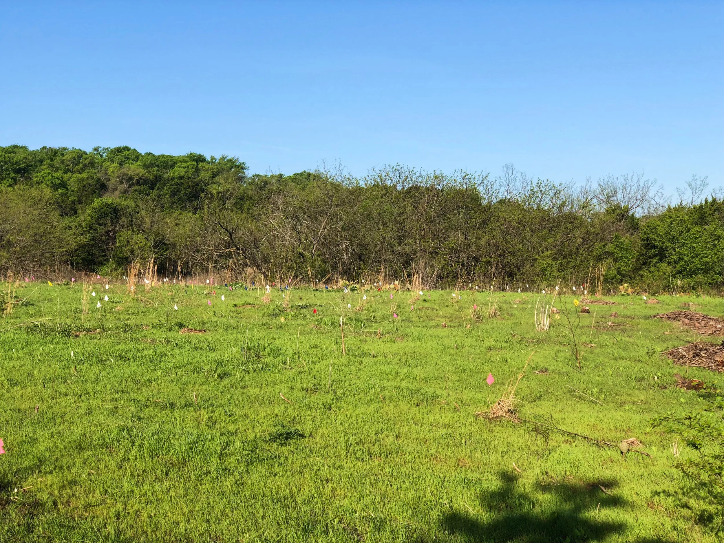 Planting project re-introducing native species. 