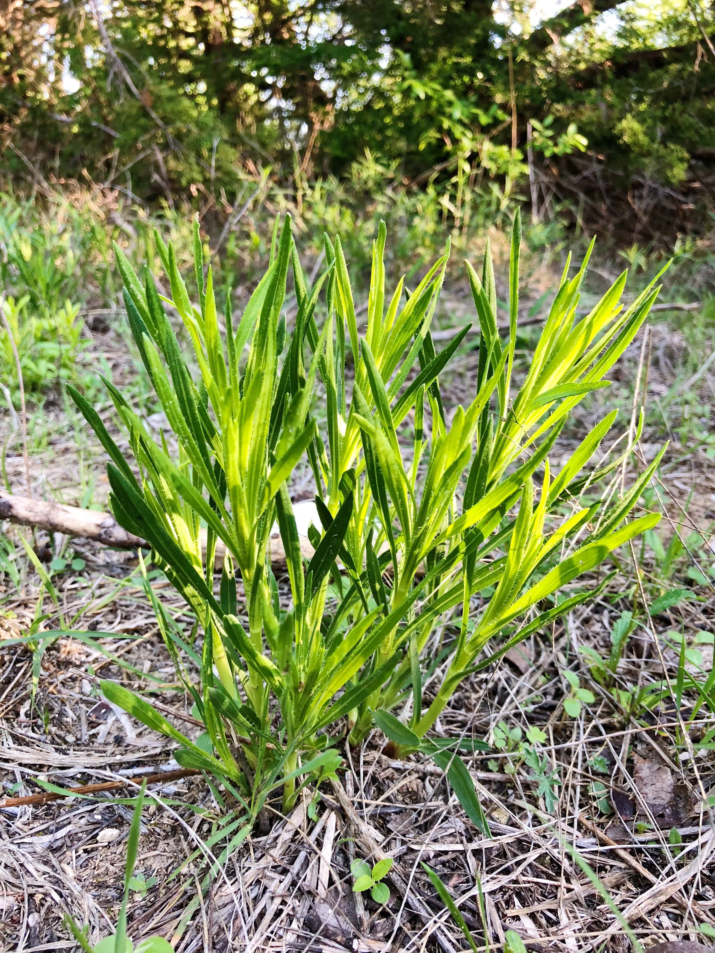 Liatris sp., Gayfeather