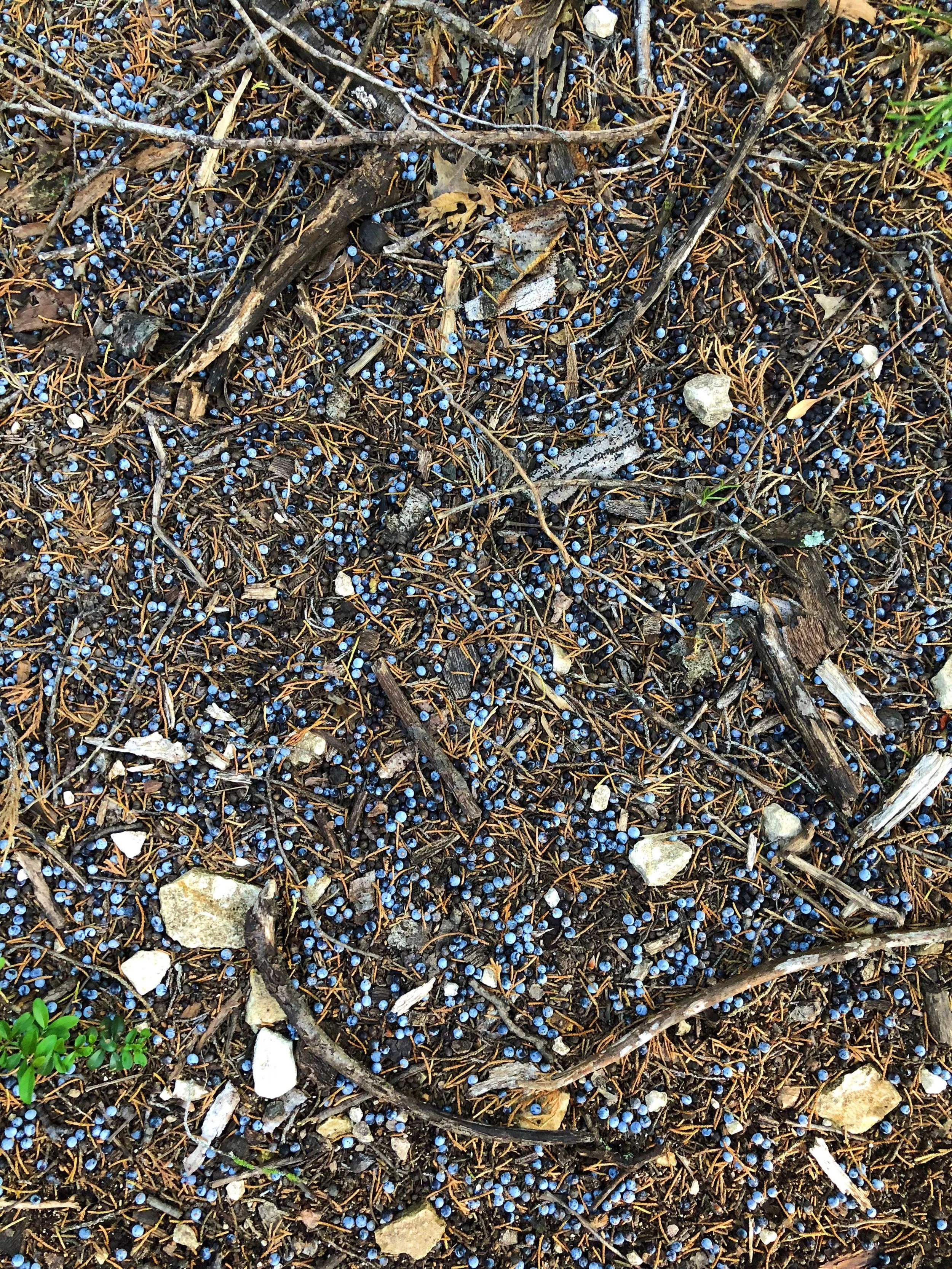 Berries of Juniperus virginiana