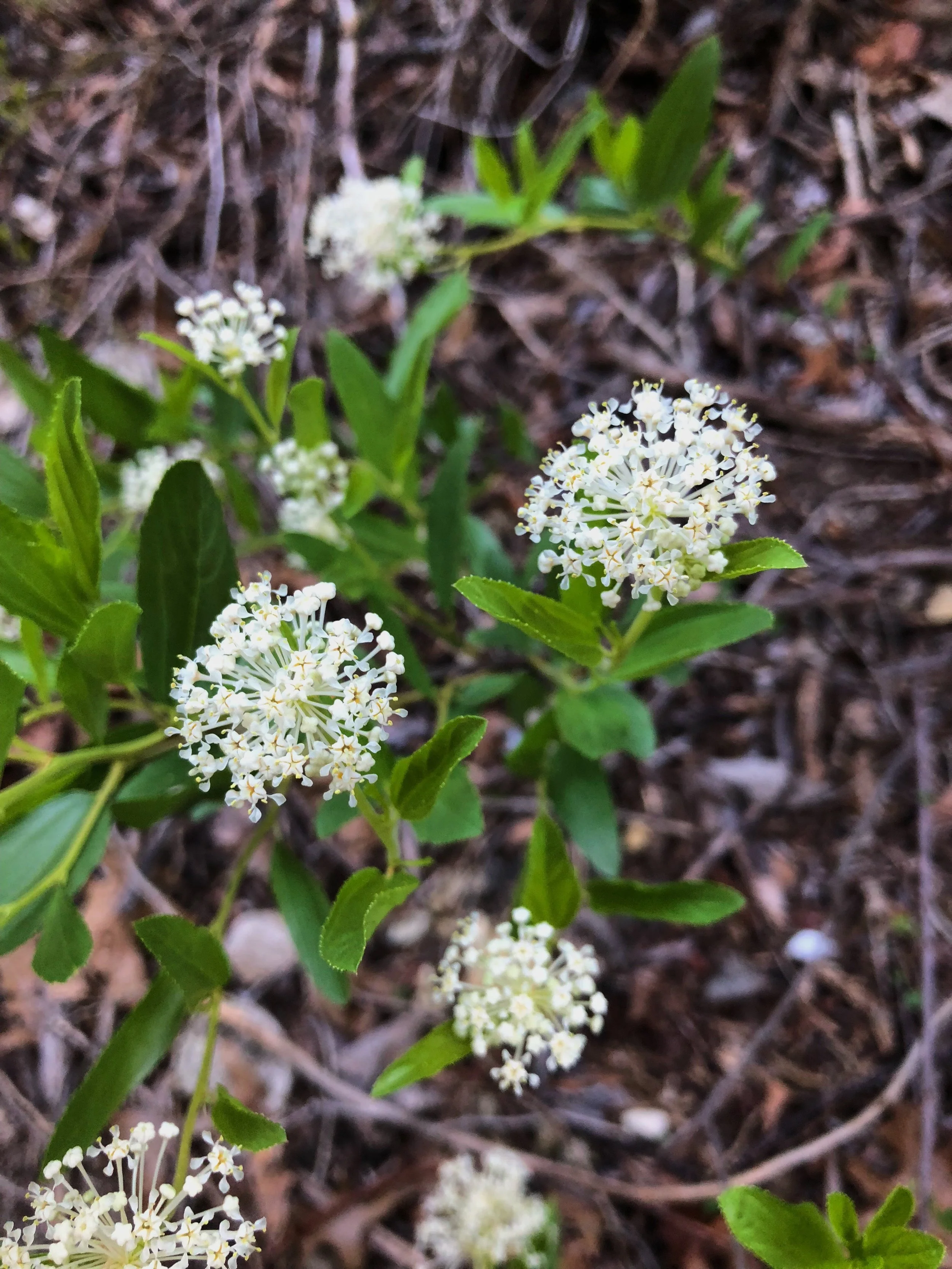 Ceanothus herbaceus, New Jersey tea