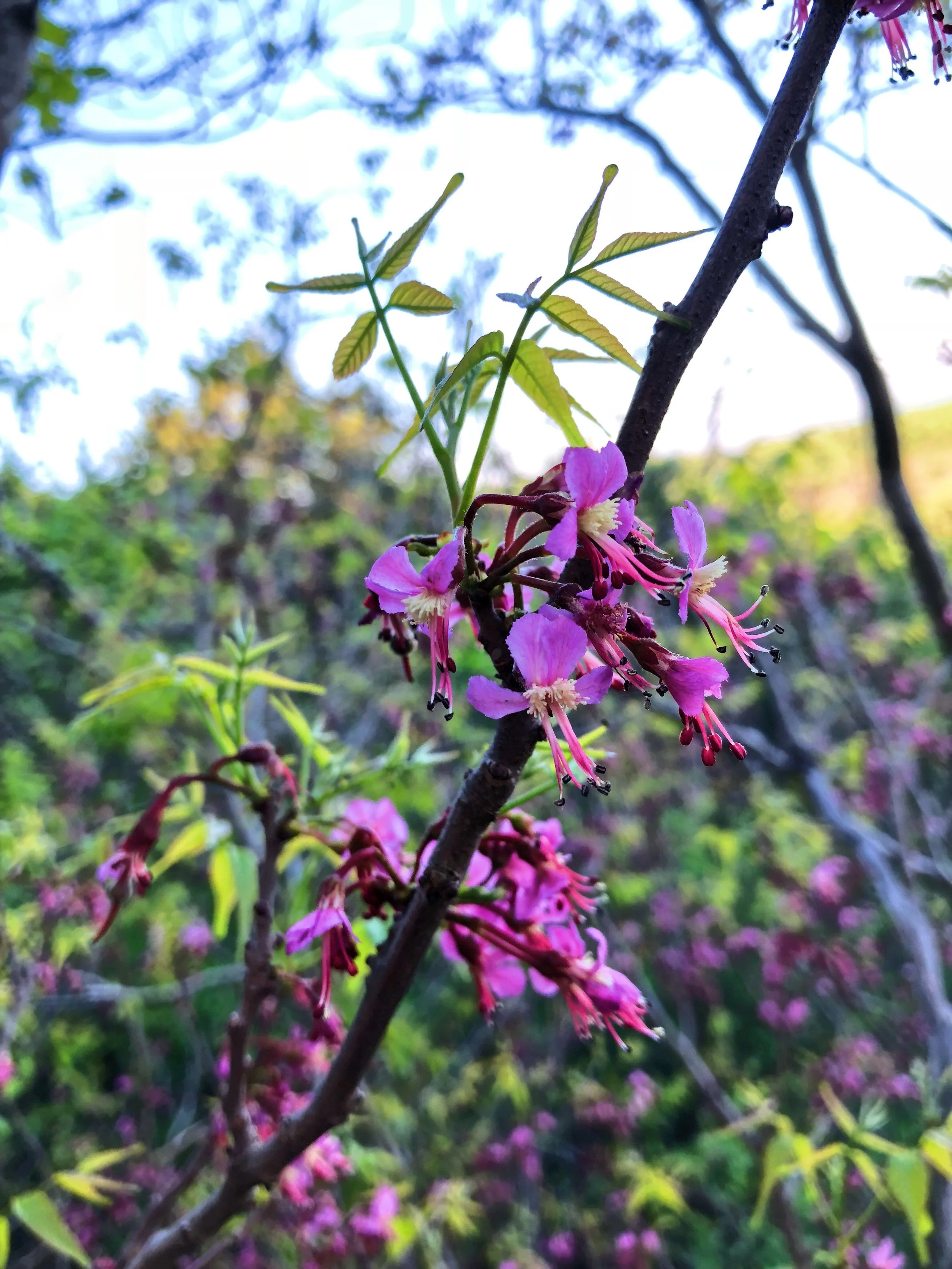 Ungnadia speciosa, Mexican buckeye