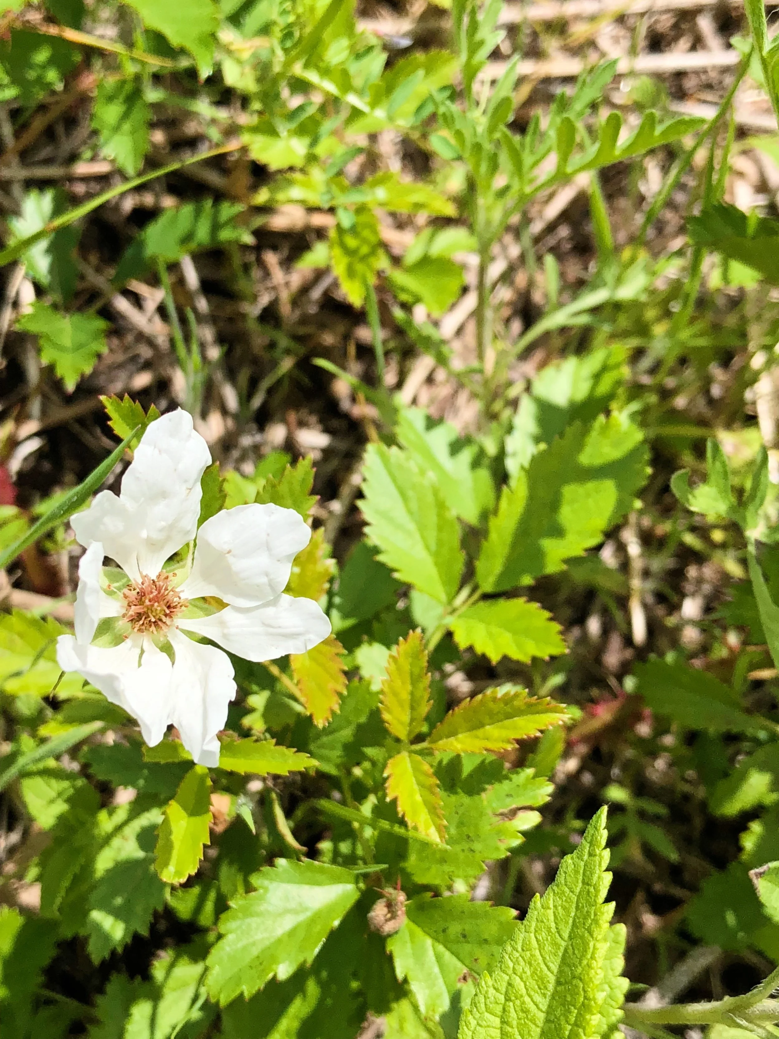 Rubus trivialis, Dewberry
