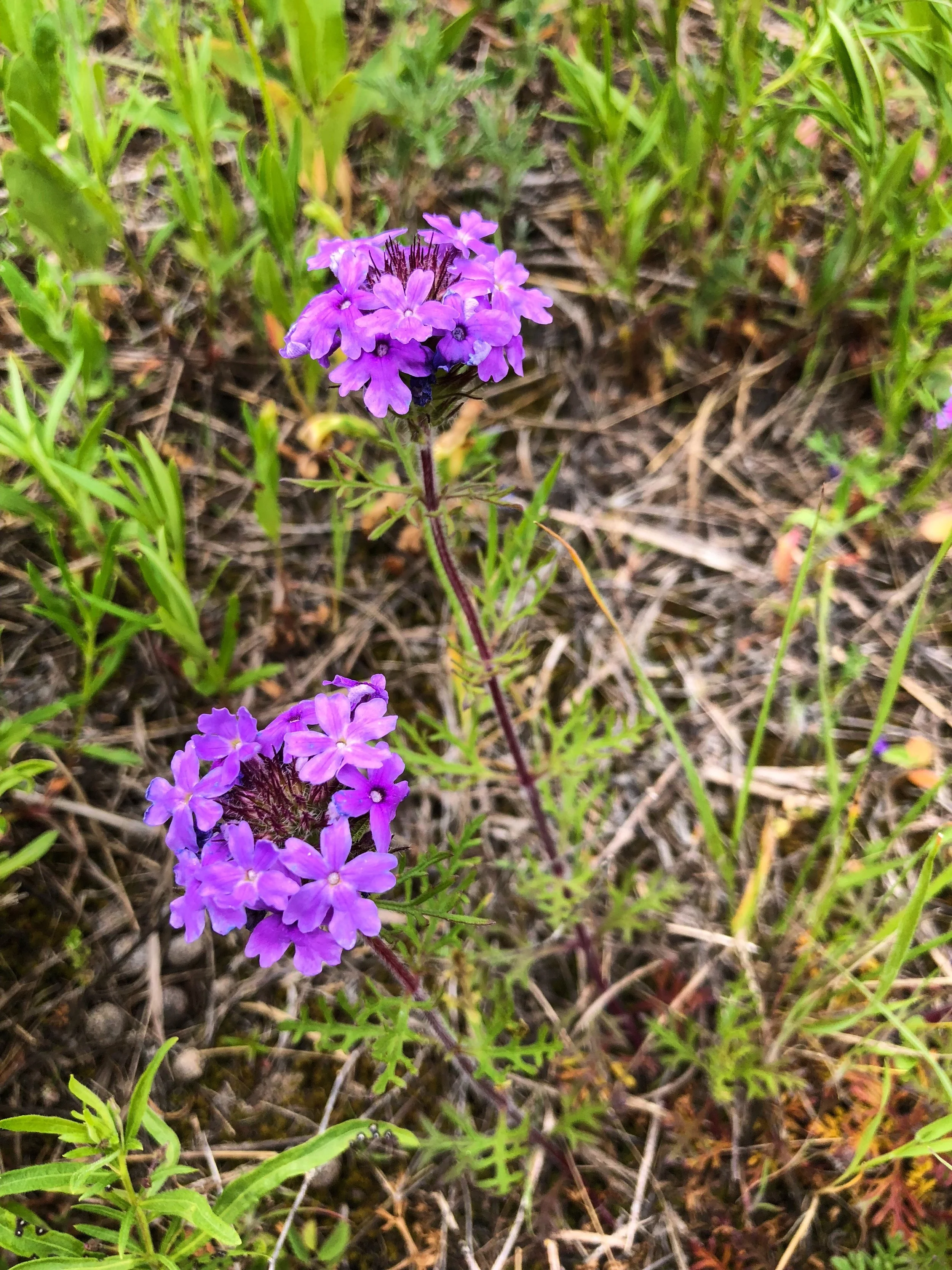 Glandularia bipinnatifida, Prairie verbena