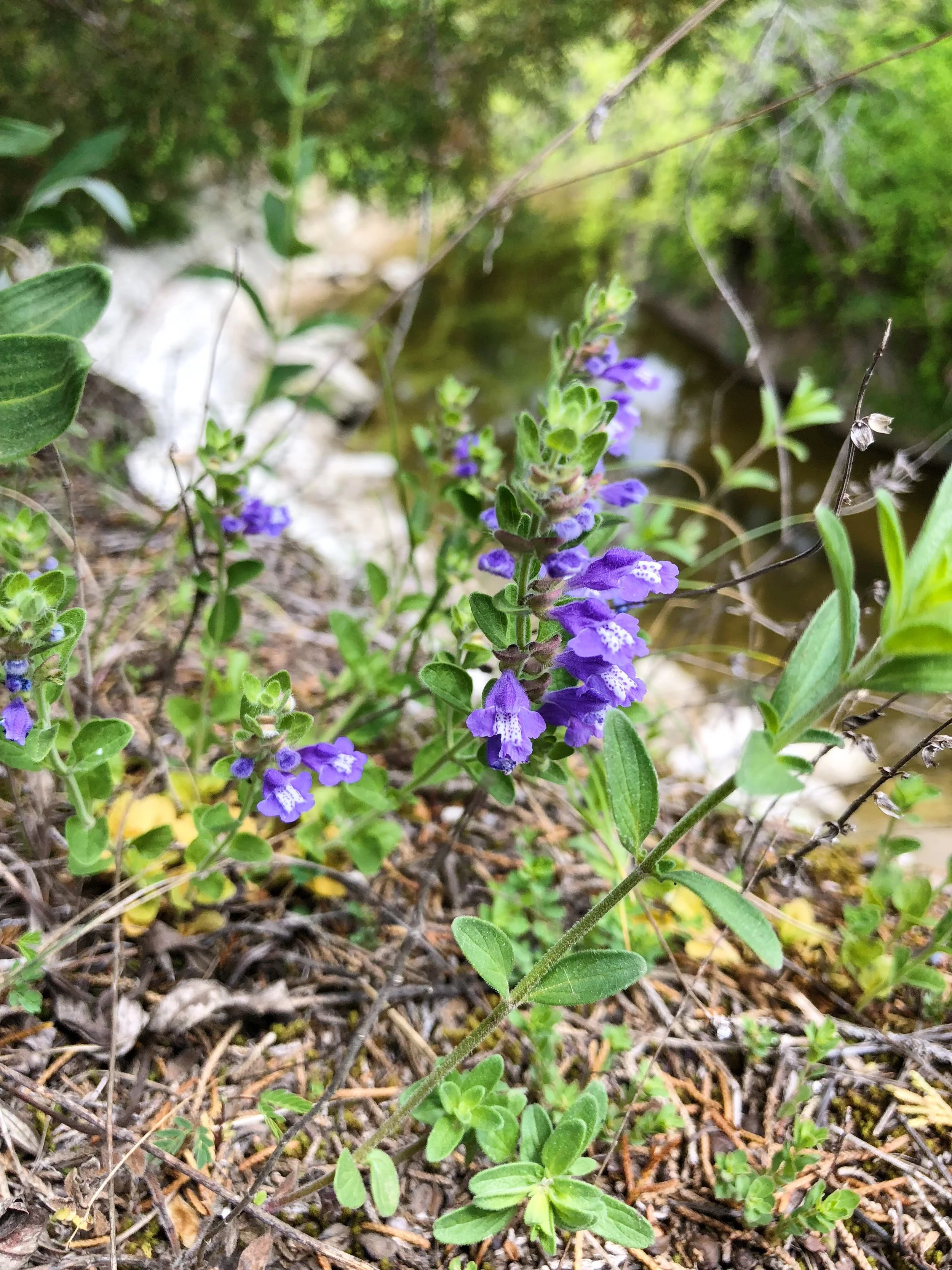Scutellaria drummondii, Drummond's skullcap