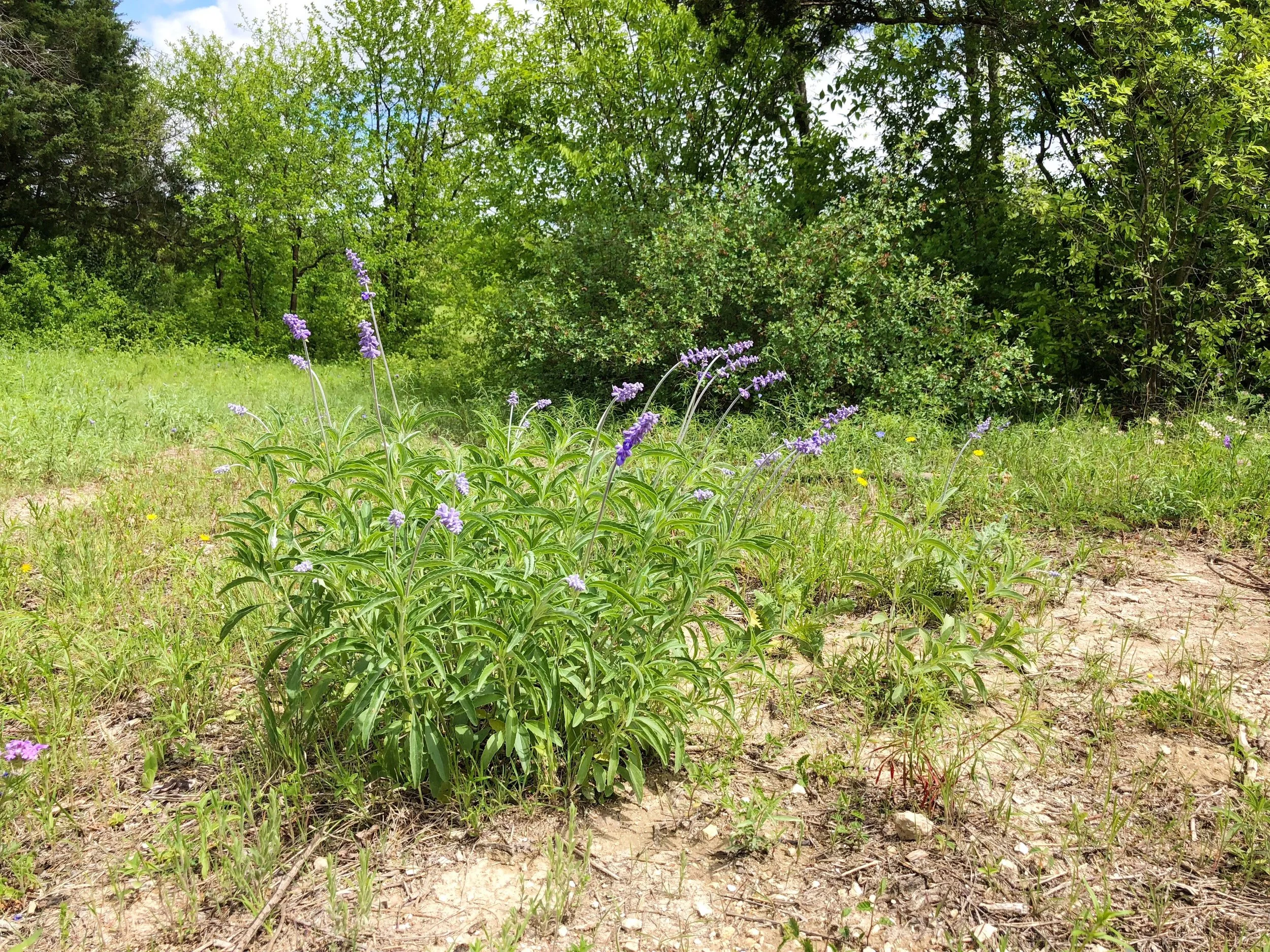 Salvia farinacea, Mealy blue sage