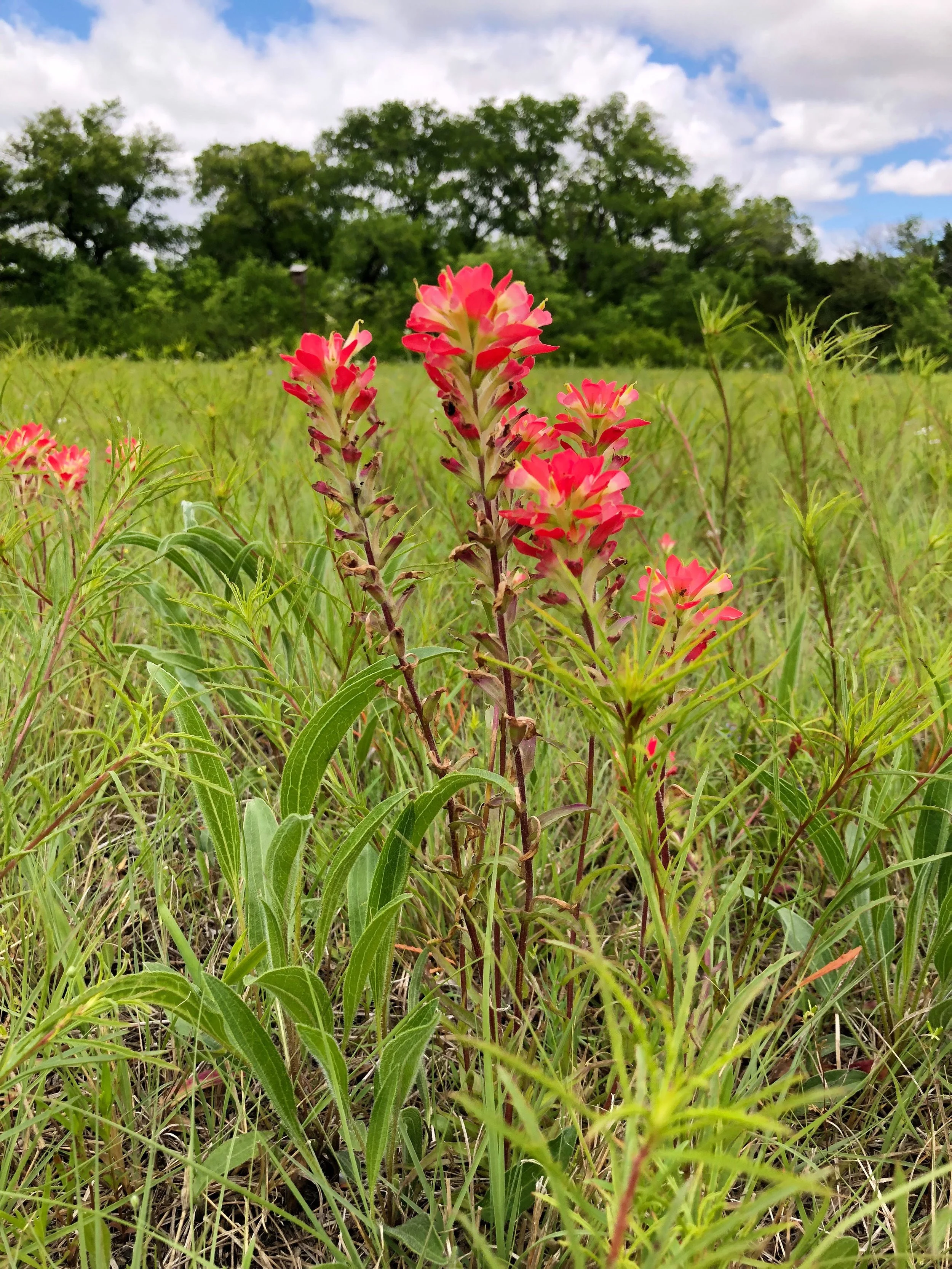 Castilleja indivisa, Texas Indian paintbrush