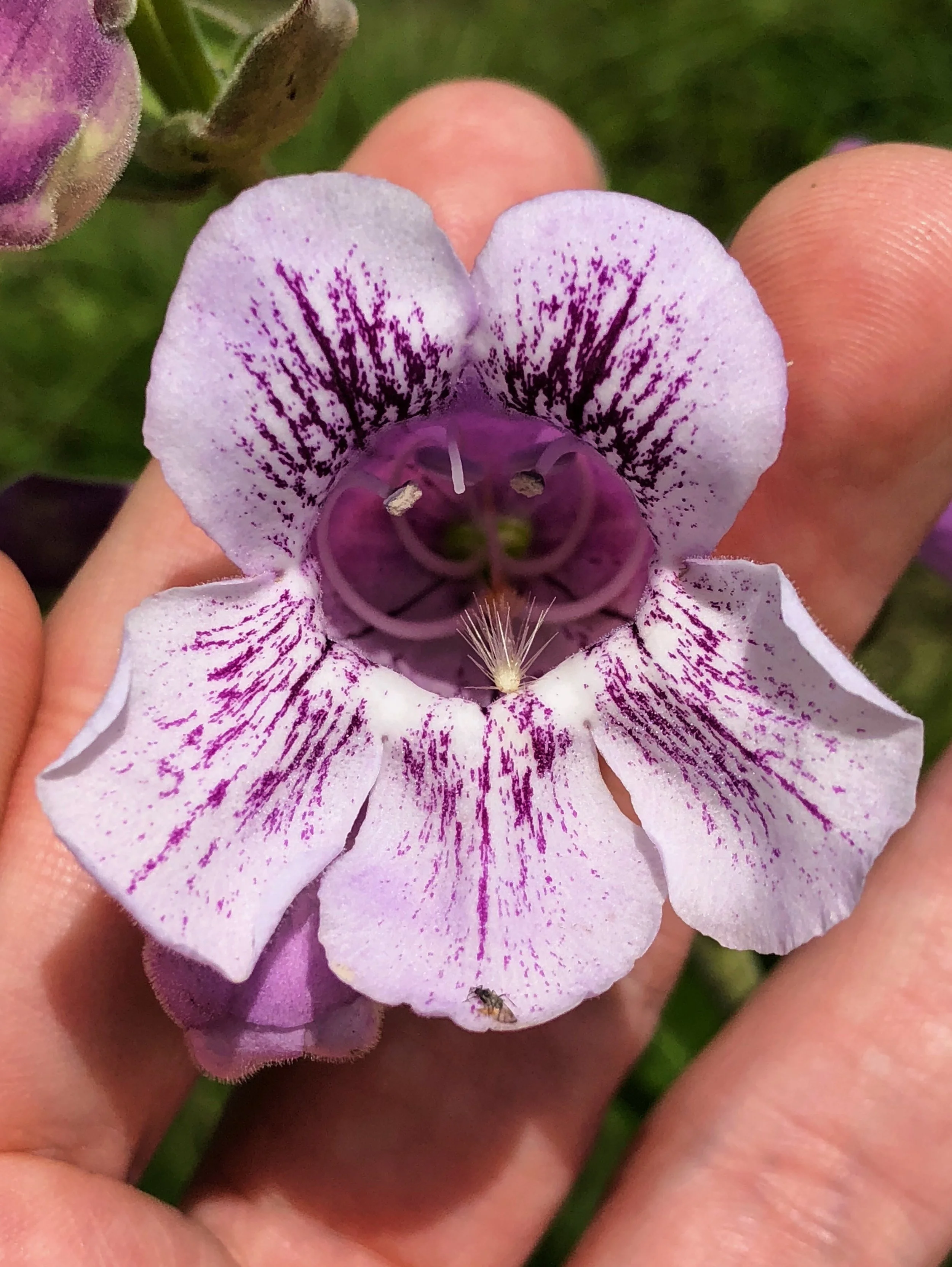 Penstemon cobaea, Cobaea penstemon