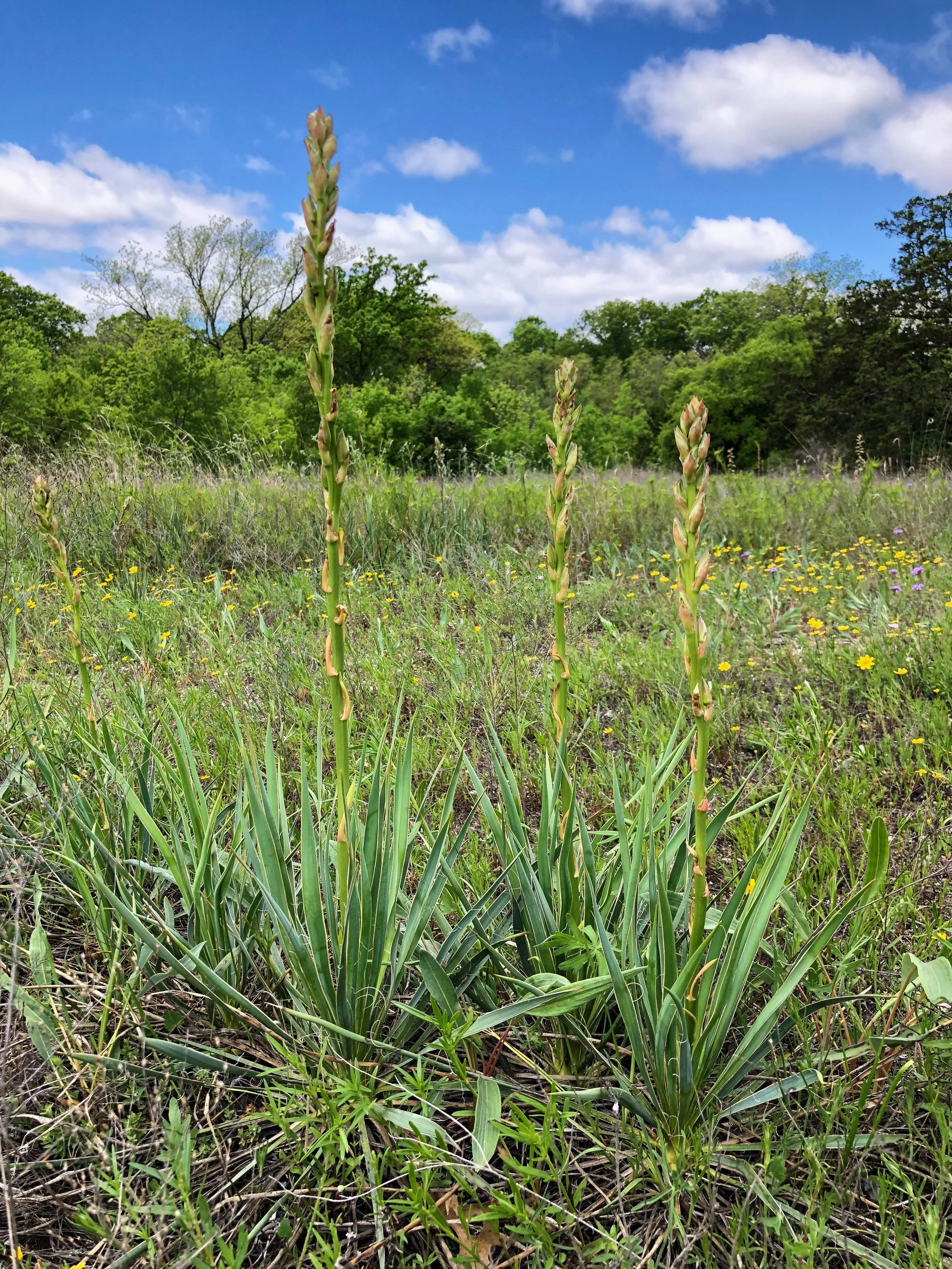 Yucca arkansana, Arkansas yucca