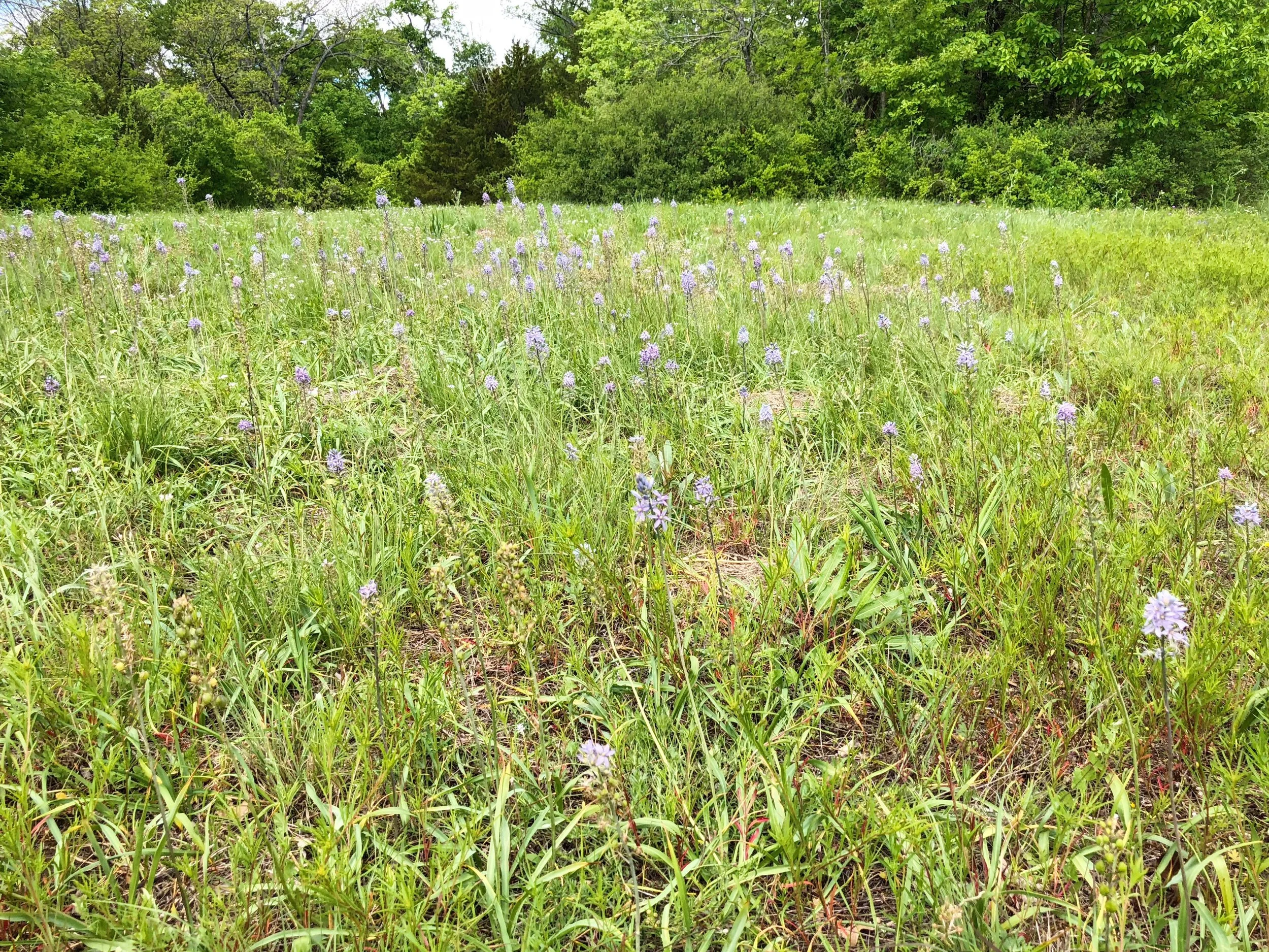 Camassia scilloides, Wild hyacinth