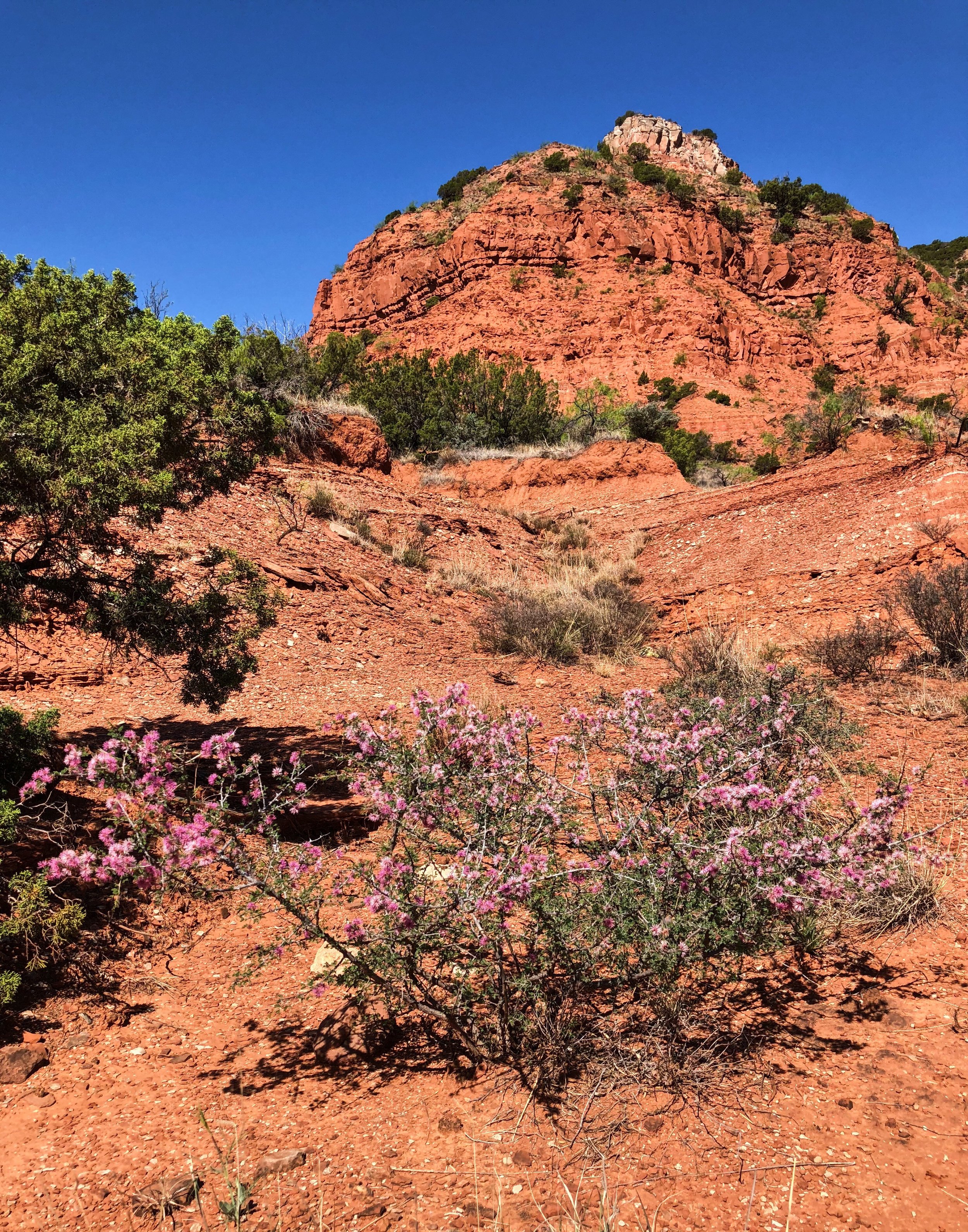 Mimosa borealis, Fragrant Mimosa