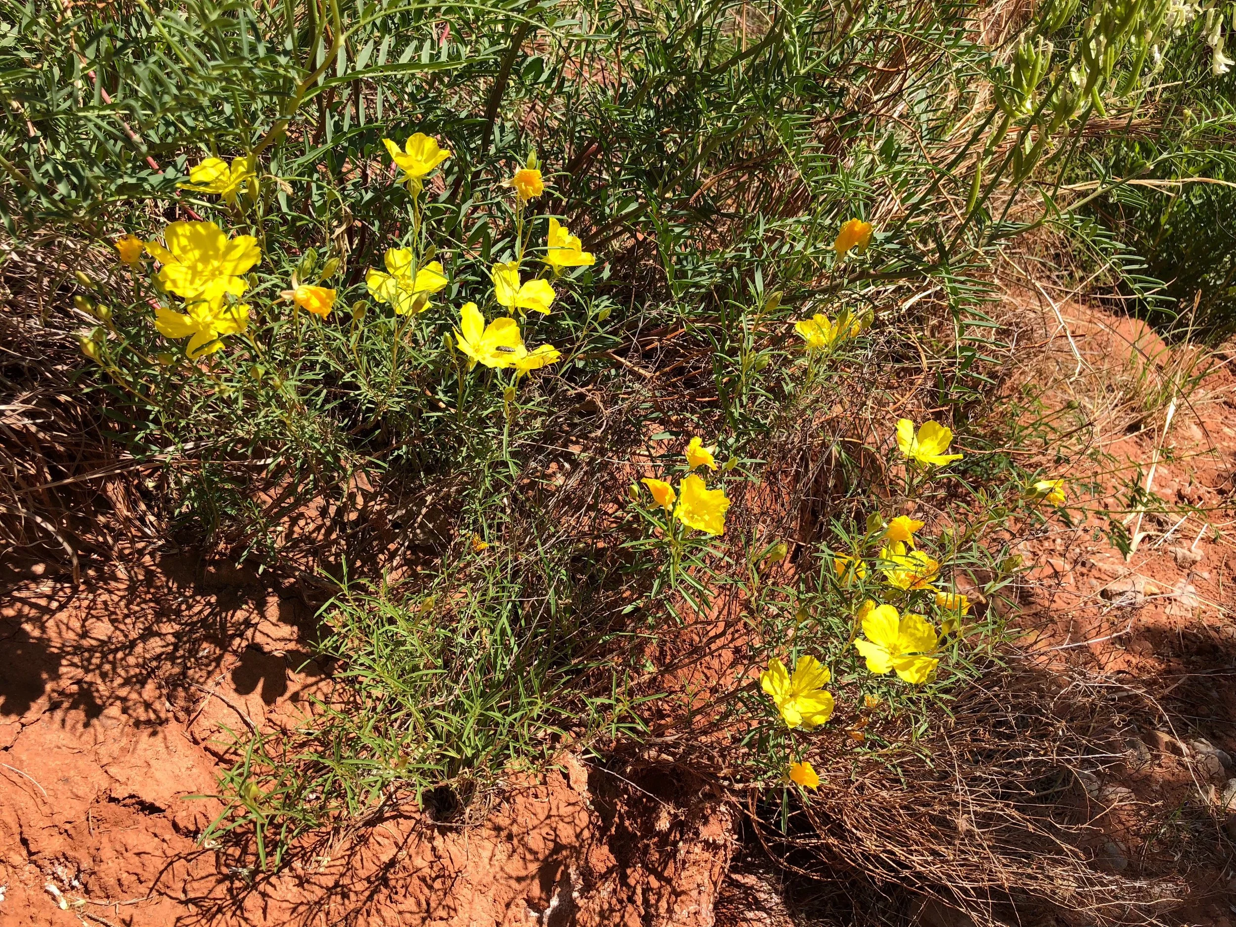 Calylophus berlandieri, Sundrops