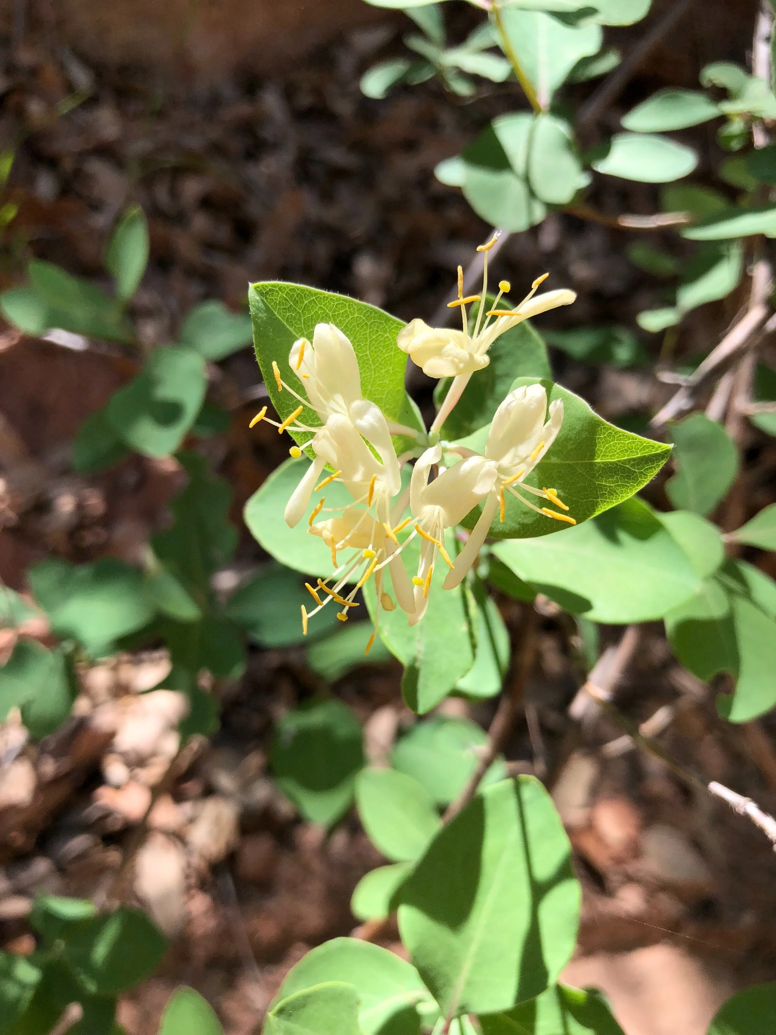 Lonicera albiflora, White Bush Honeysuckle