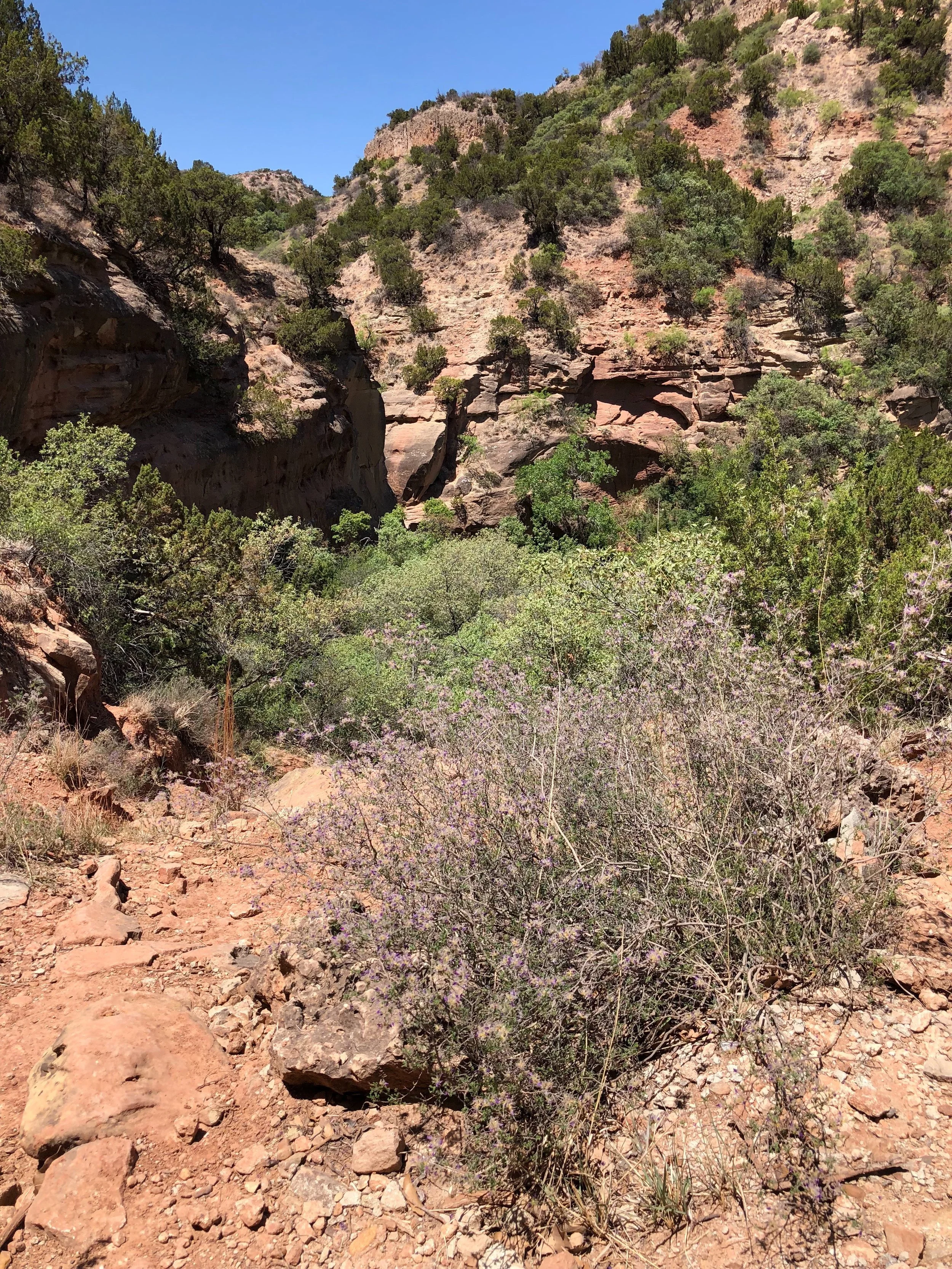 Dalea formosa, Feather Dalea