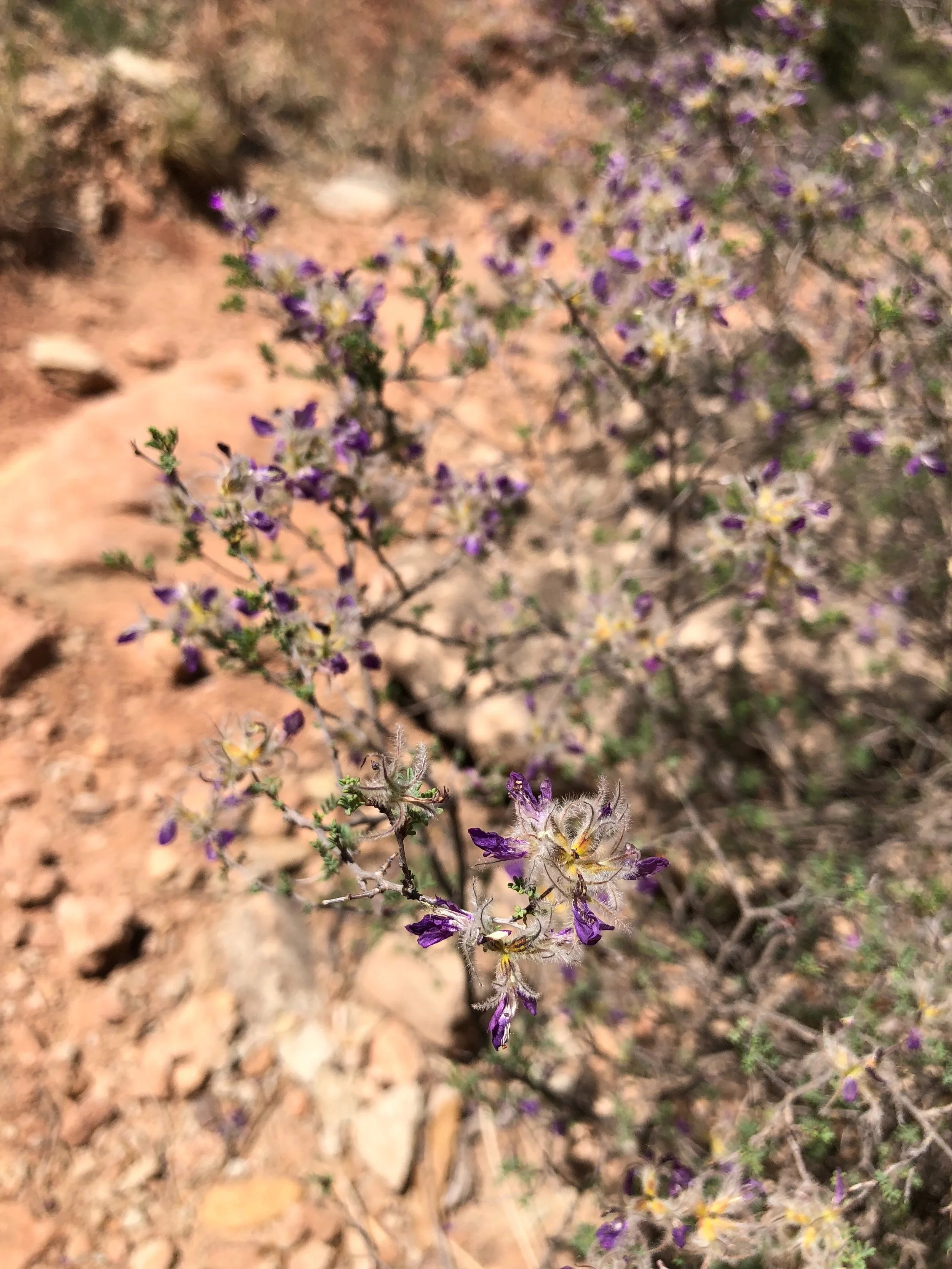 Dalea formosa, Feather Dalea