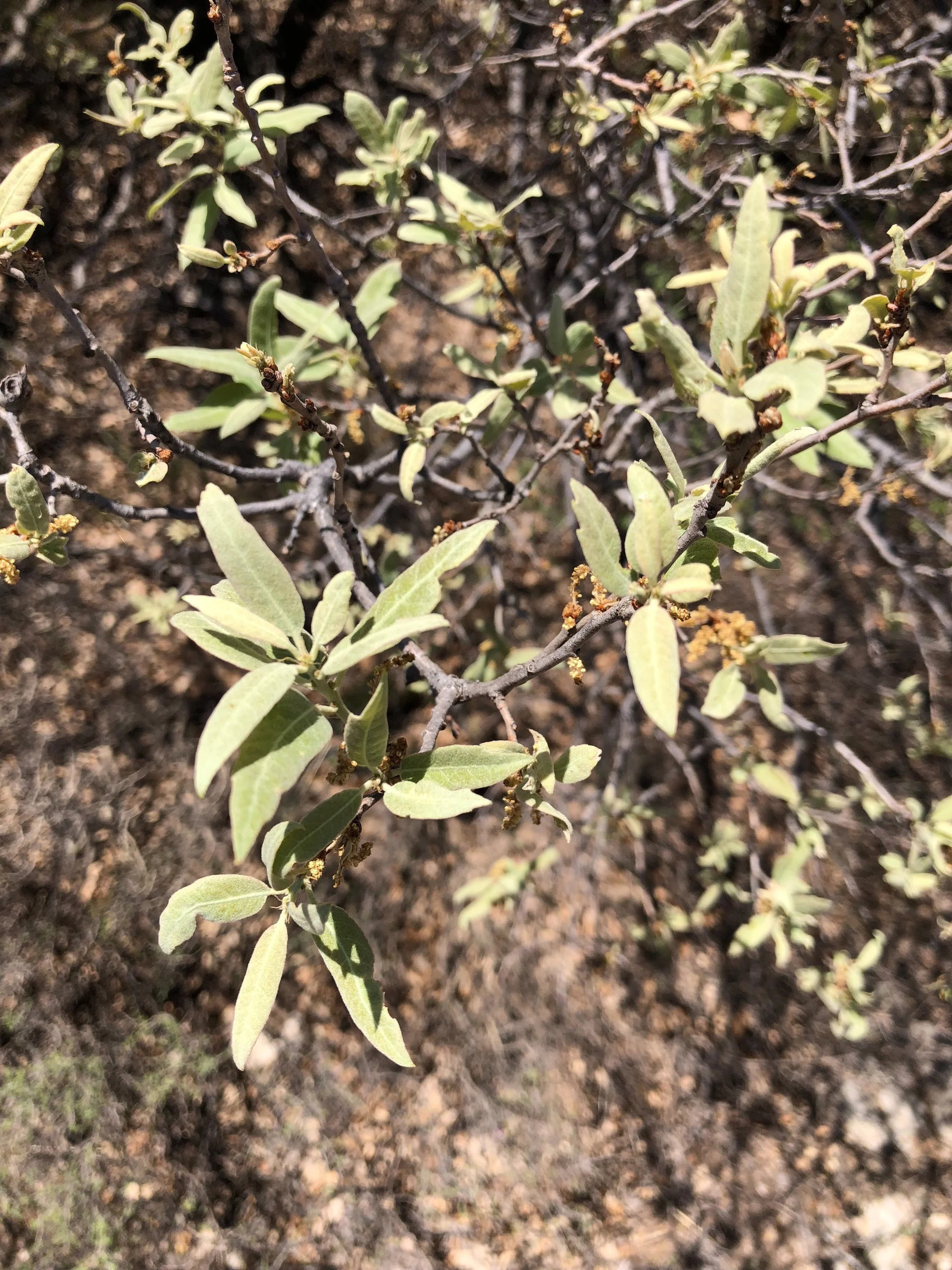 Quercus mohriana, Mohr’s Oak