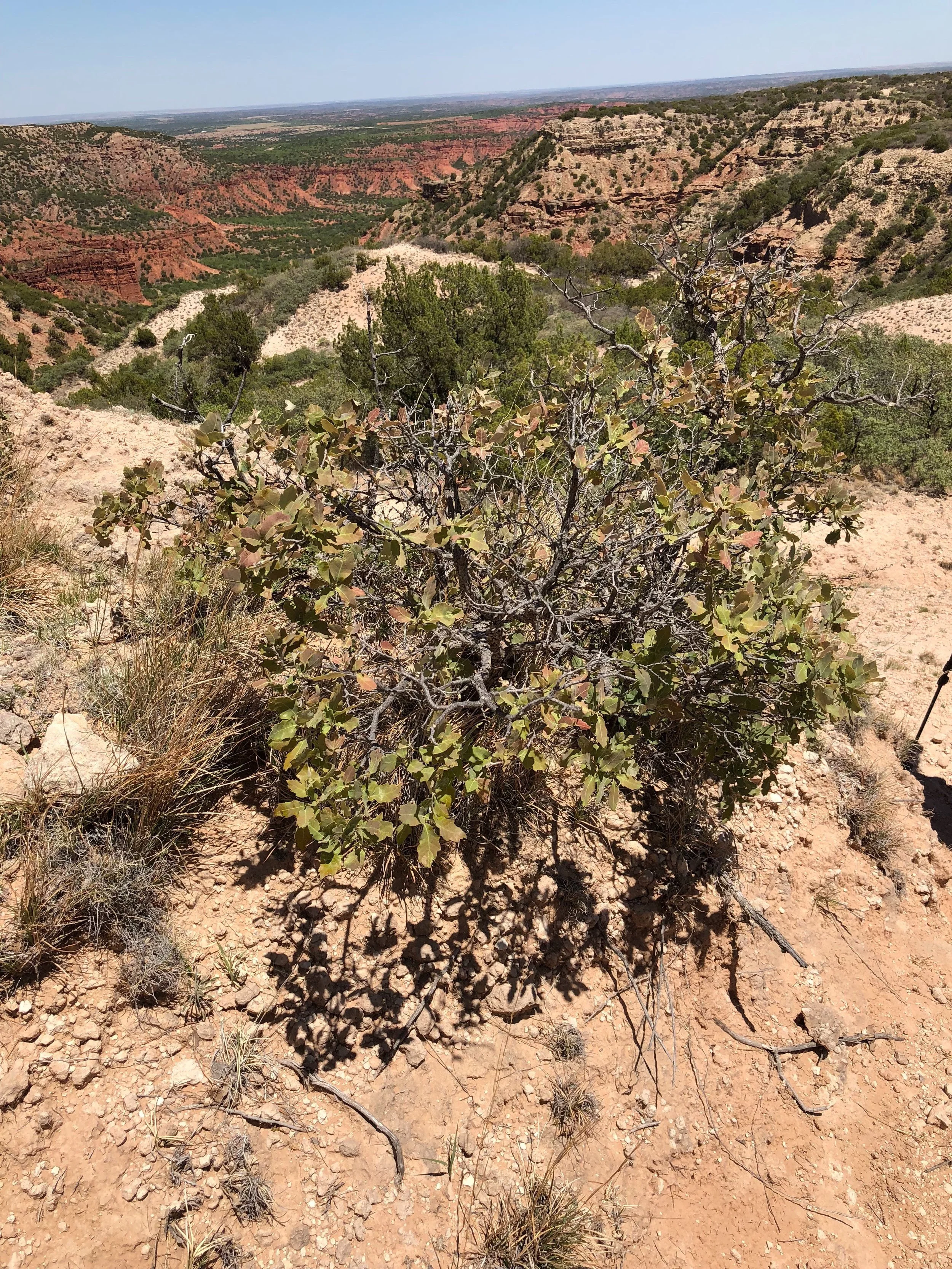 Quercus havardii, Havard Oak
