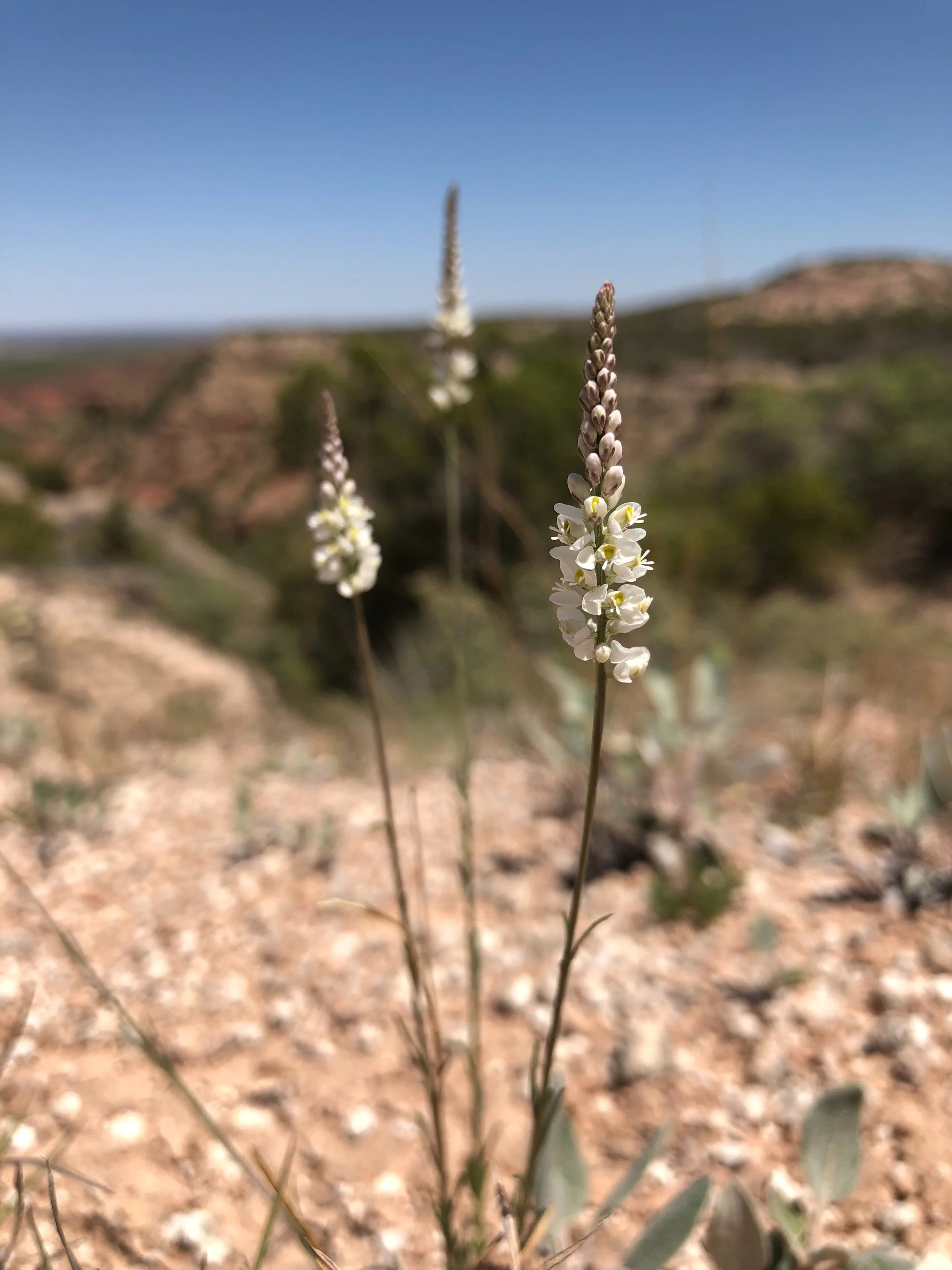 Polygala alba, White Milkwort