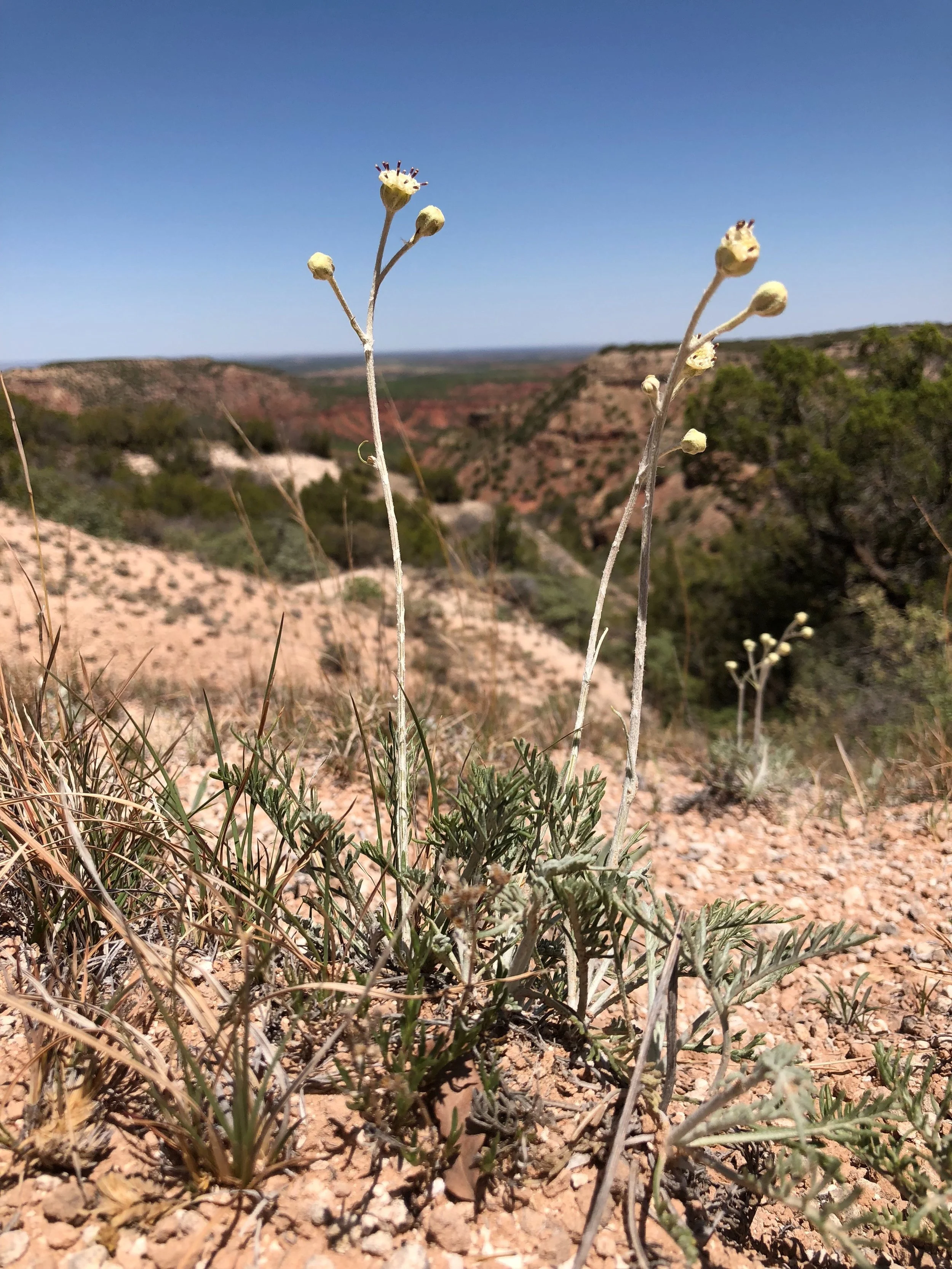 Hymenopappus tenuifolius, Chalk Hill