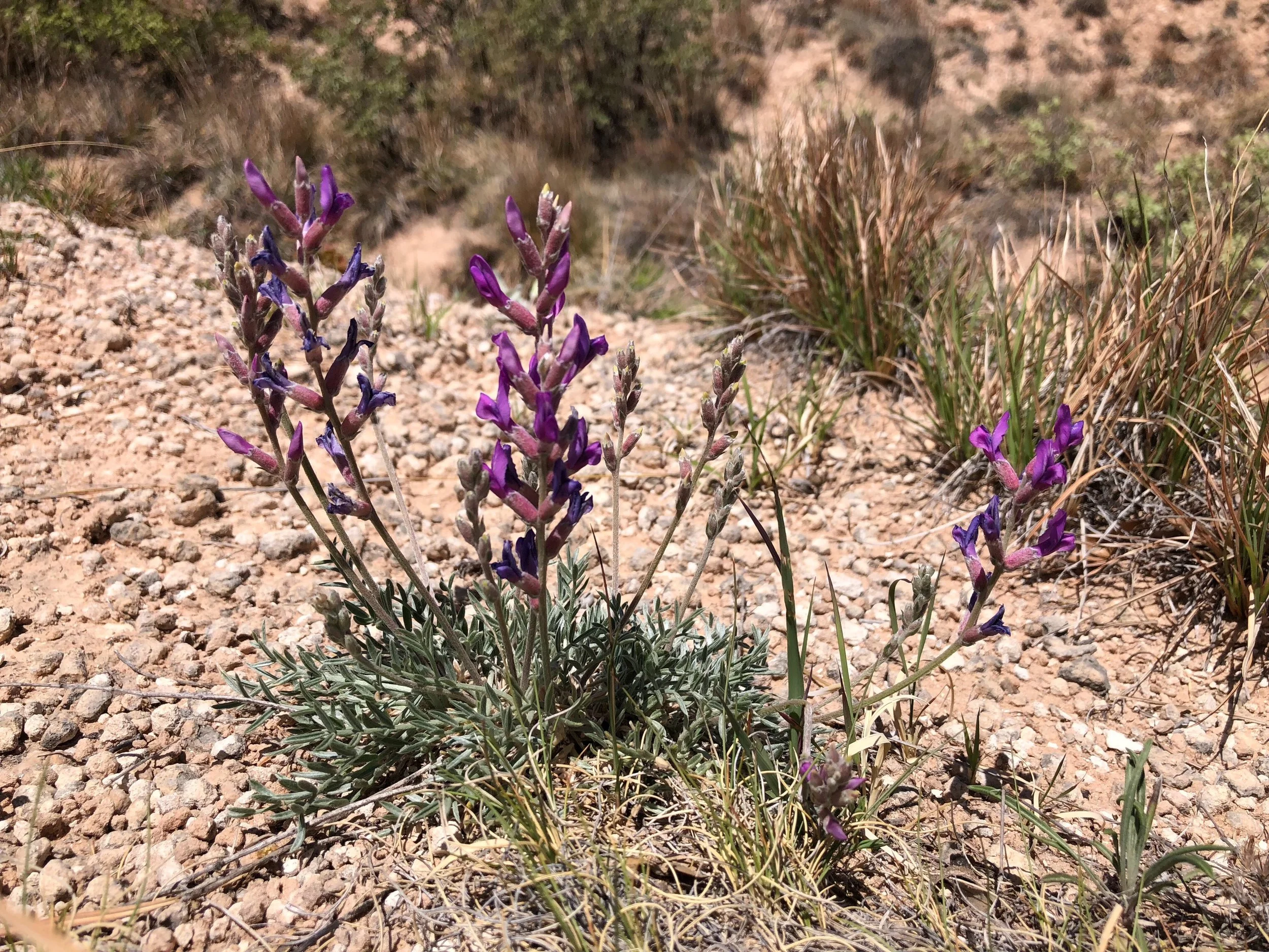 Astragalus mollissimus, Wooly Locoweed