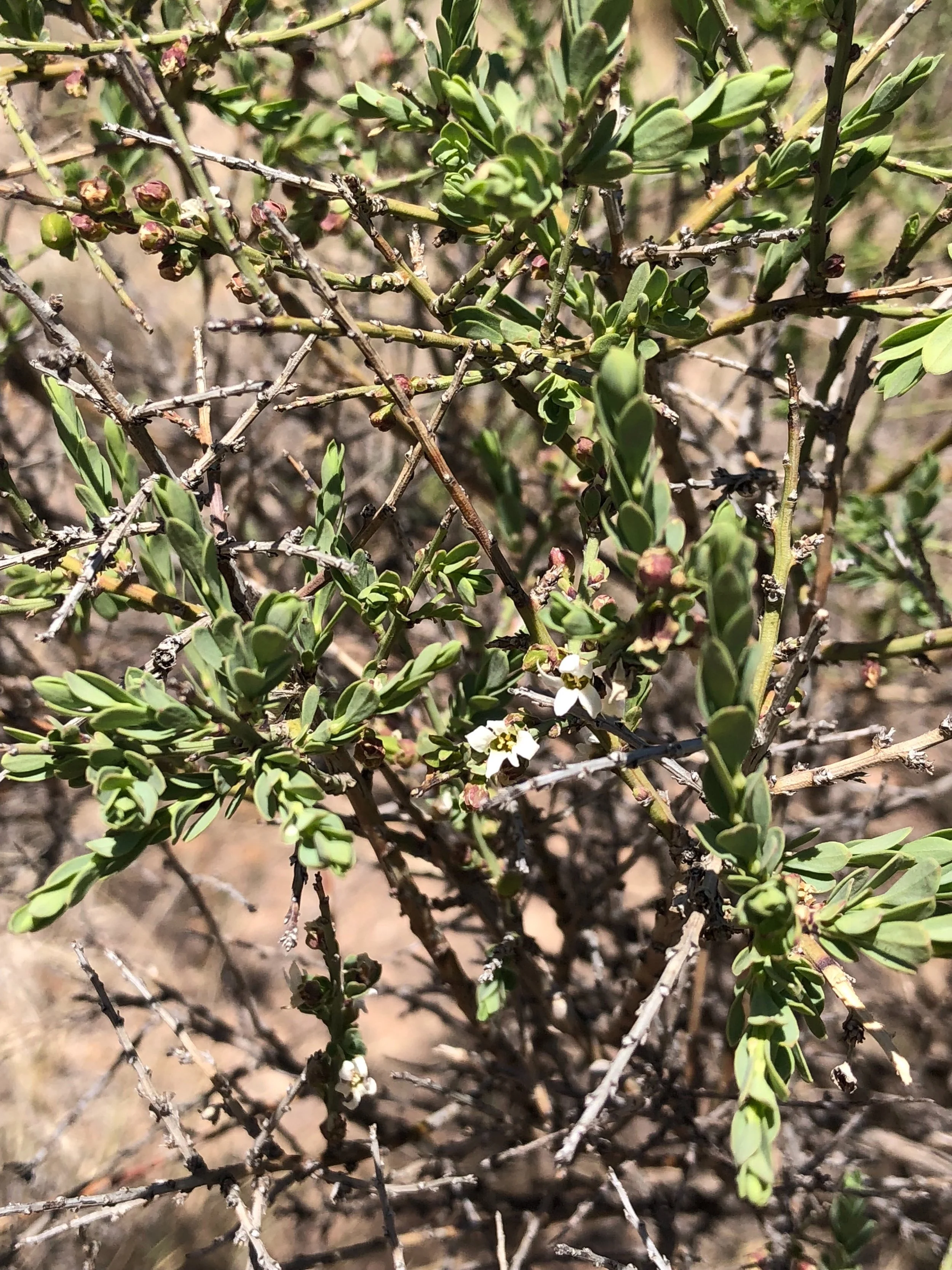 Glossopetalon spinescens, Plains Greasebush