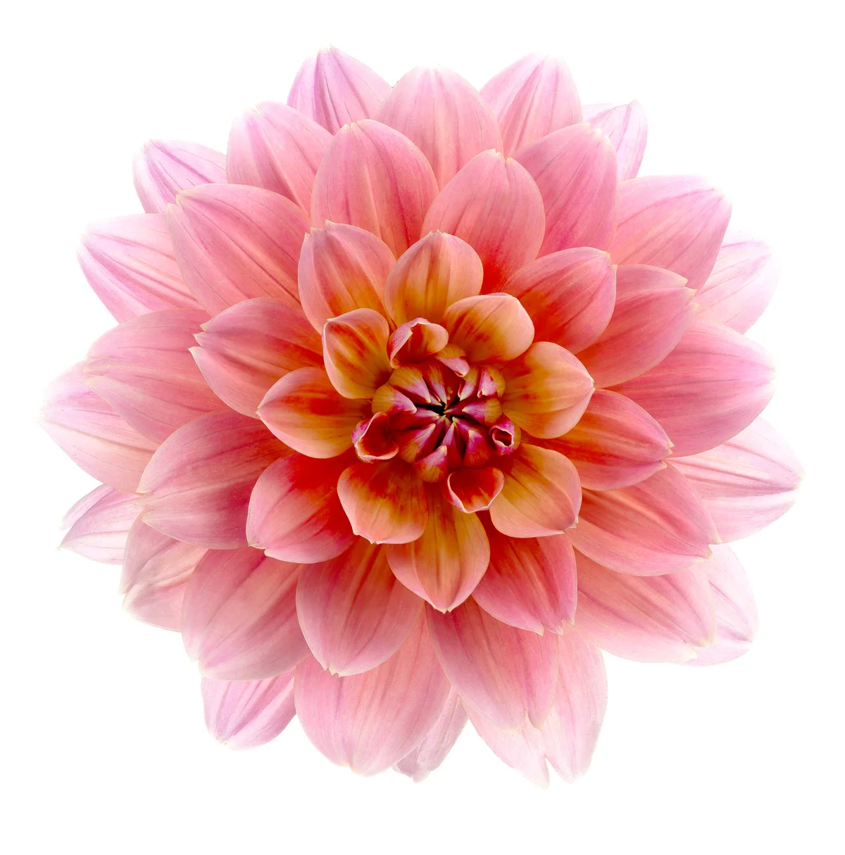 Pink Dahlia