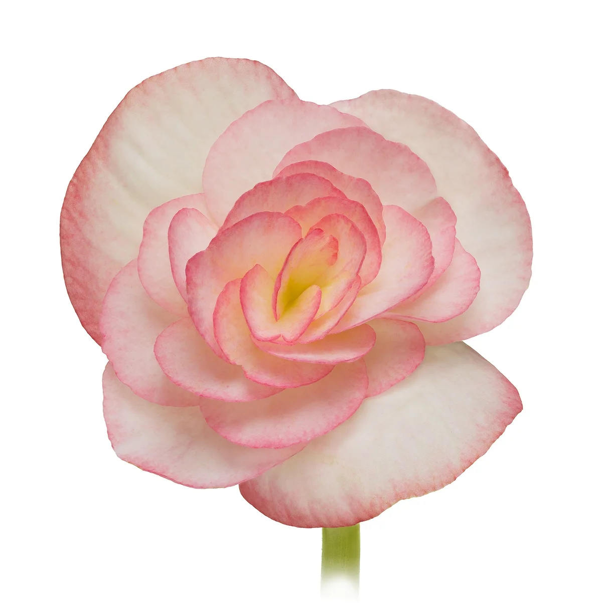 Begonia 2