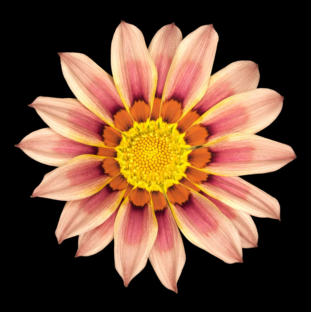 Pink Gazania
