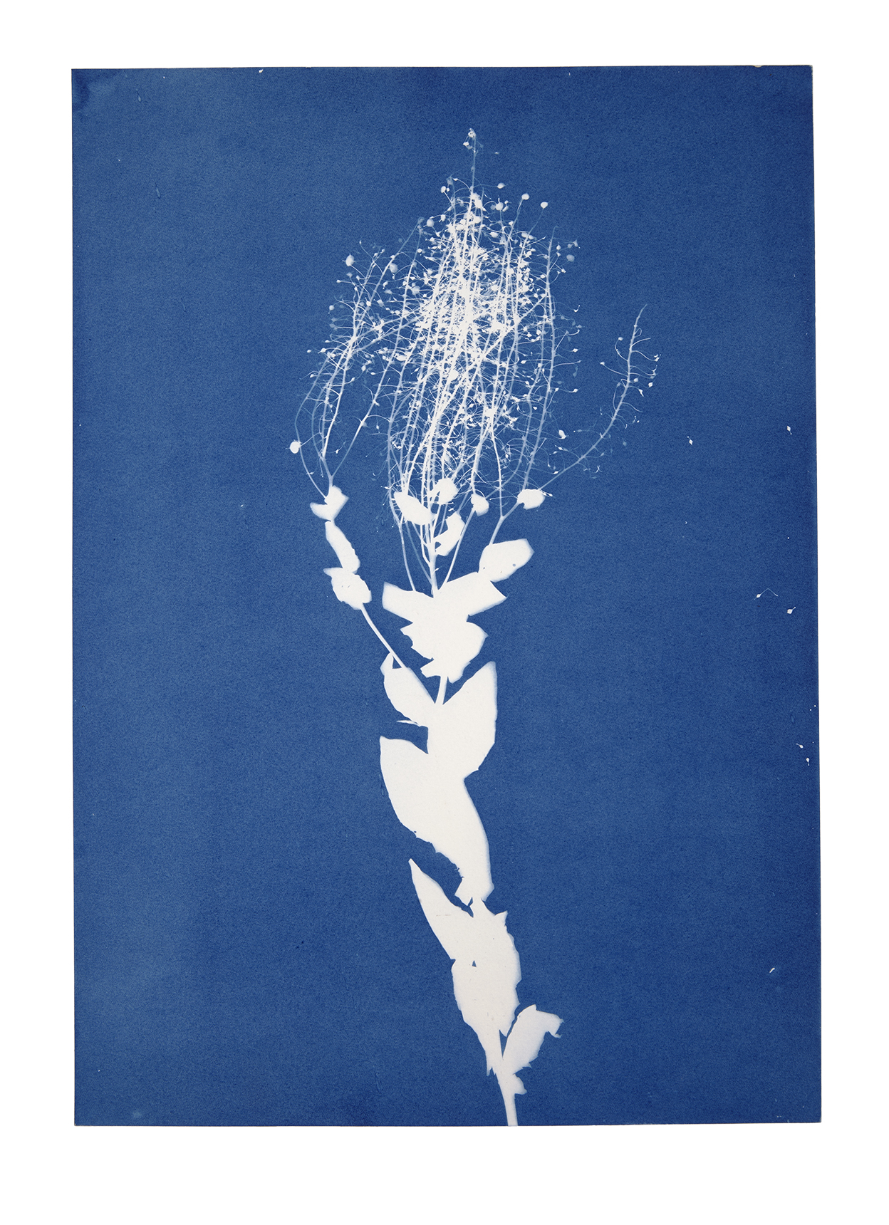 Jessie Brennan_Meadowsweet_cyanotype_Inside The Green Backyard (Opportunity Area).jpg