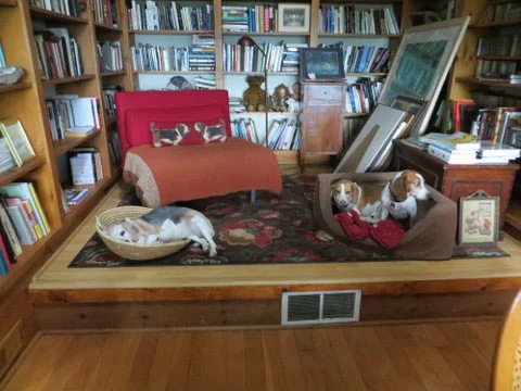 Dogs in study.jpg