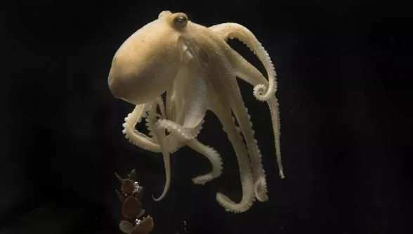 Octopus Mom Eats Herself