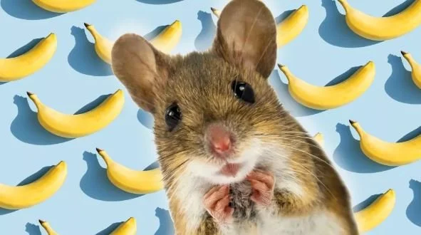 Incels Behaving Badly