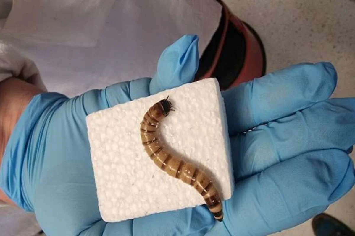 Plastic-Eating Superworms to the Rescue