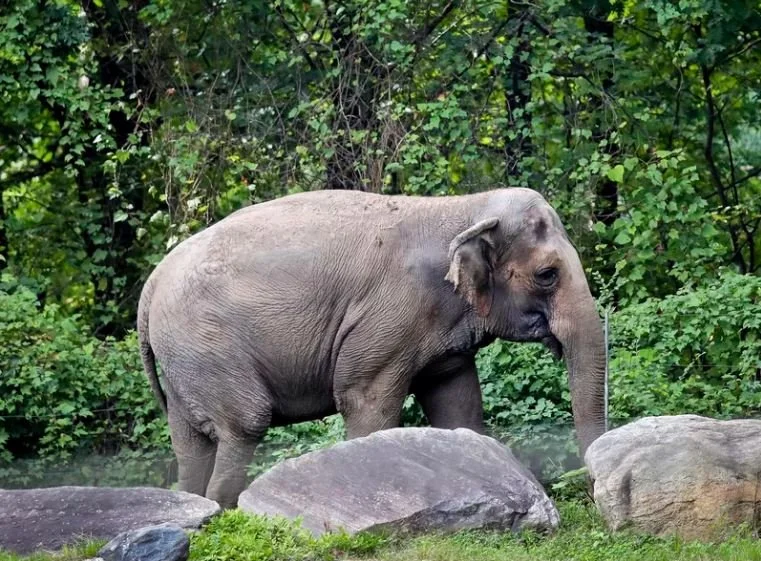 Happy the Elephant Loses in Court