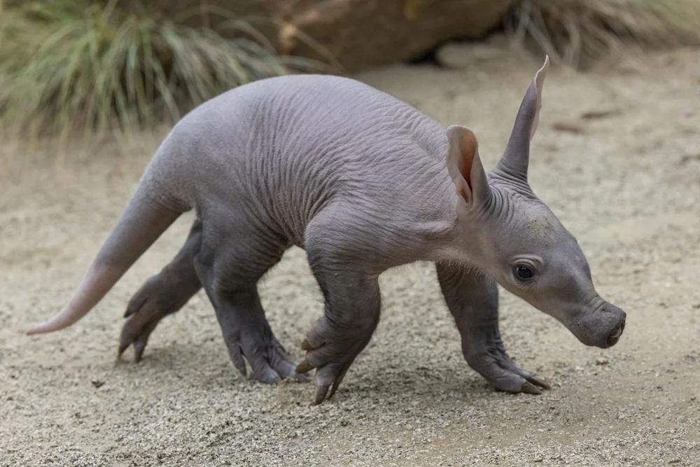 Aardvark Born to First-Time Parents