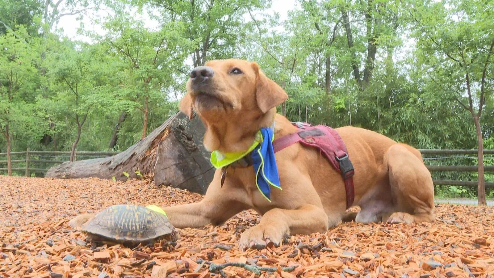 Newt the Dog Saves Toads, Turtles