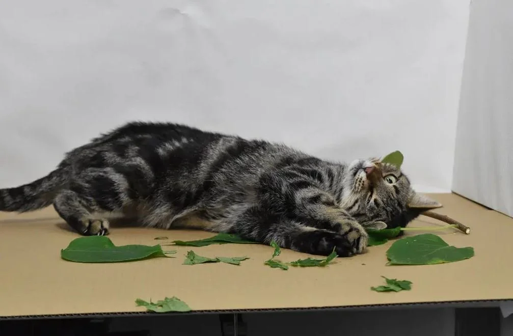 Are Cats Shameless Junkies?