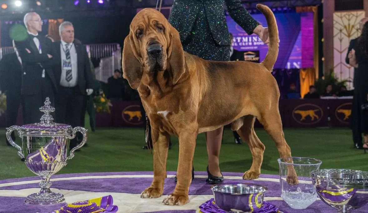 Wrinkled Bloodhound Trumps Competition