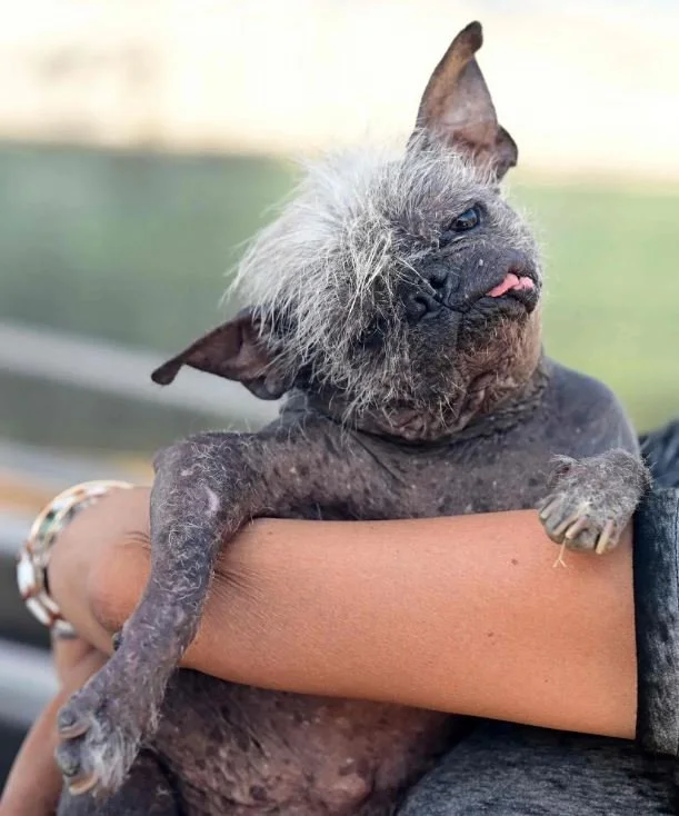 Diapered, Cross-Eyed Dog Wins Contest&nbsp;