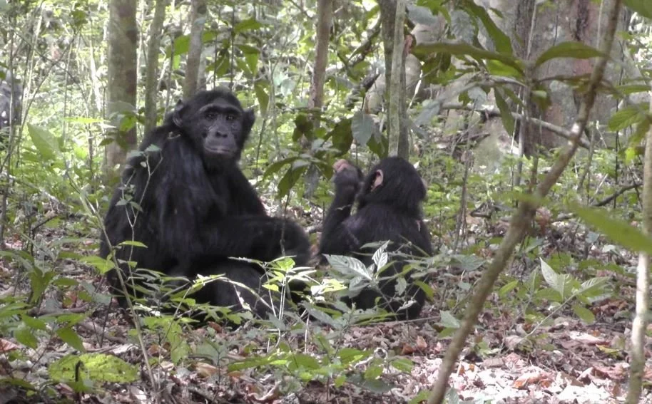 Left Handed Chimp Digs Wells in Uganda