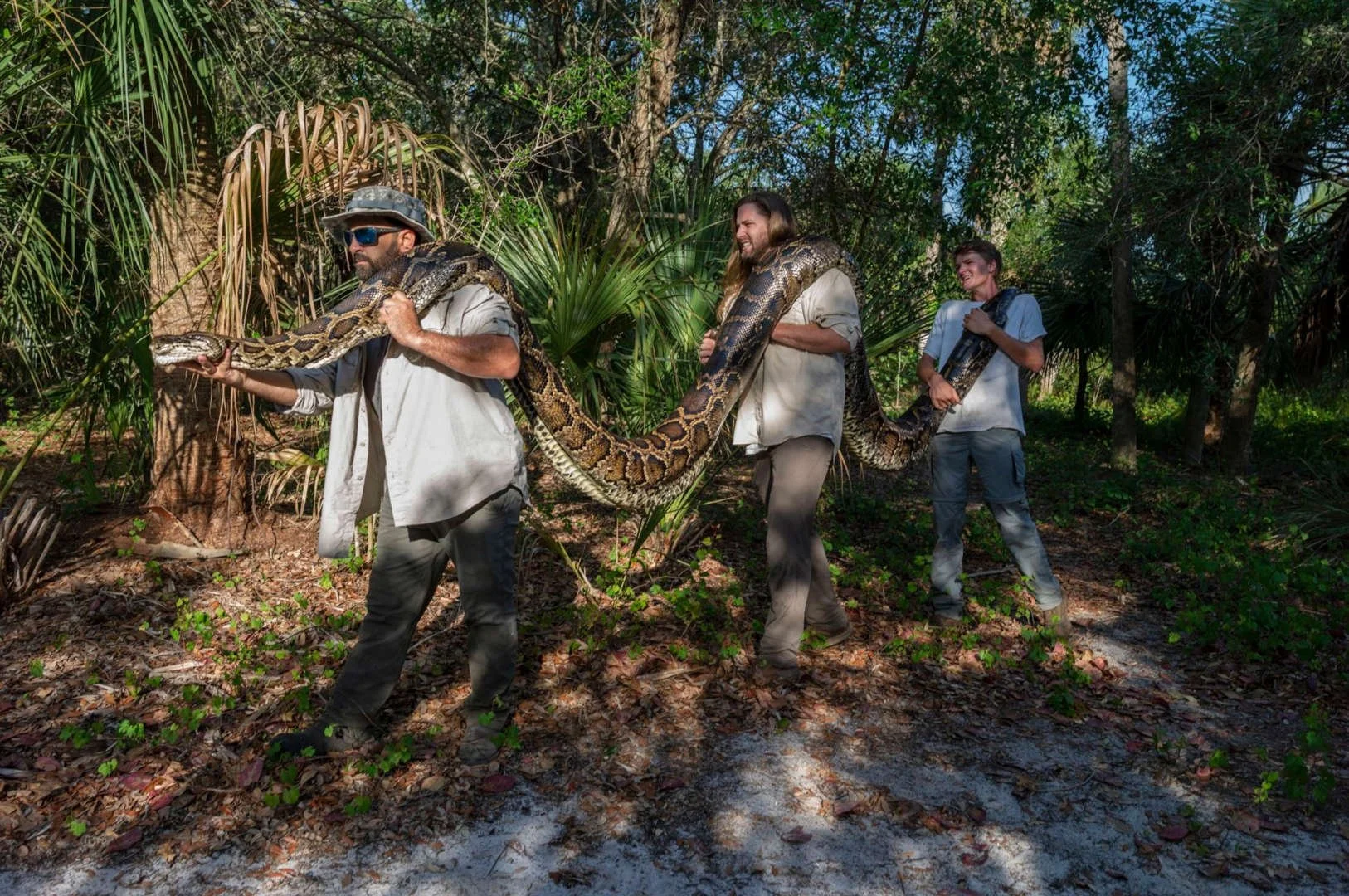 Monster Python Eats Last Meal