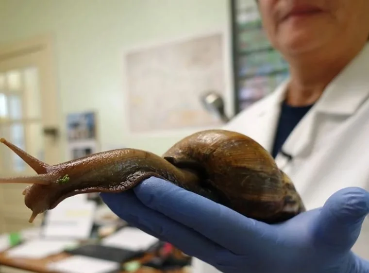 It’s Back, the Monster Land Snail