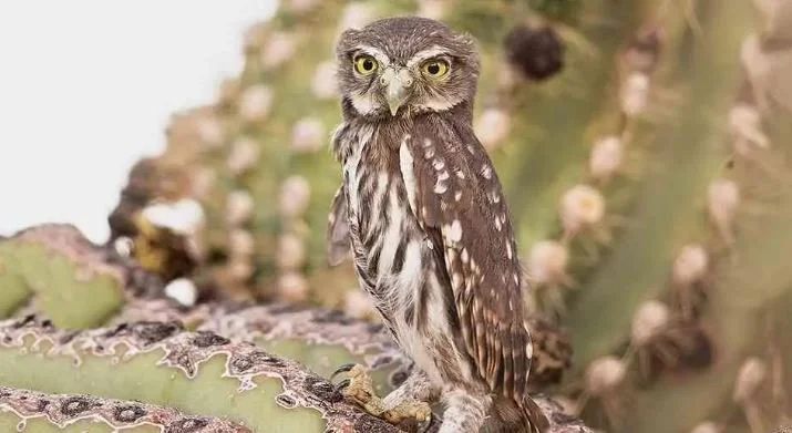 Does the Ferocious Little Owl Have A Chance?