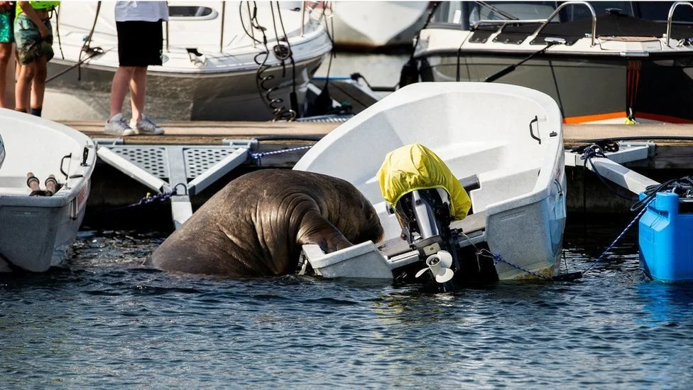 Walrus Charms Crowds, Sinks Boats