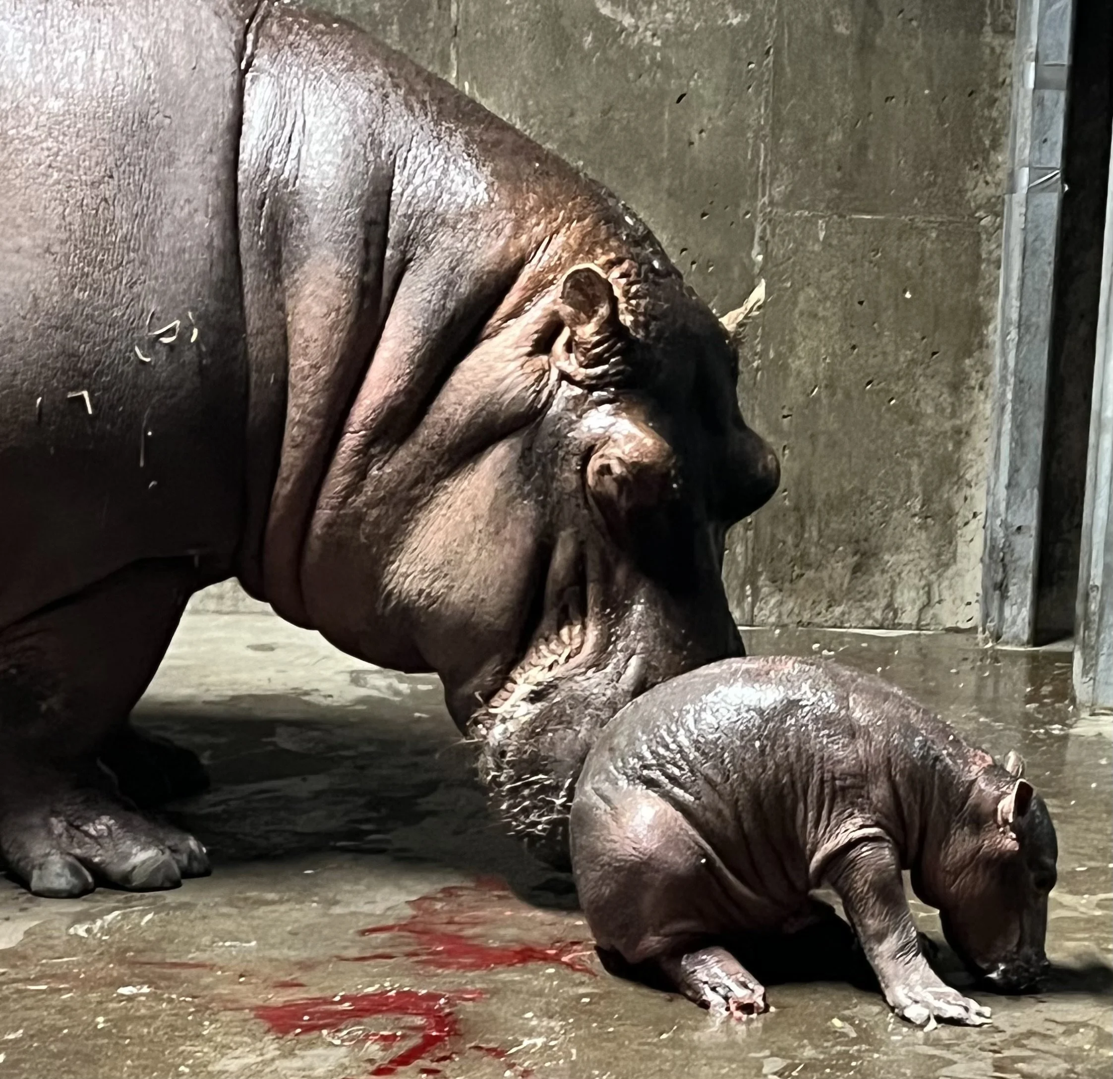 Bibi and Her Baby Hippo  Won't Be Eaten