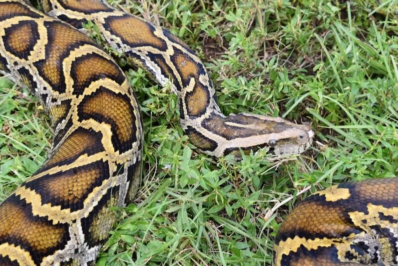 Go Whack Some Snakes!