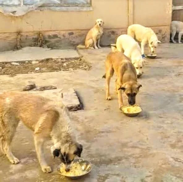 In Kabul, American Woman Fights for Dogs, Cats, Peacocks&nbsp; &nbsp;
